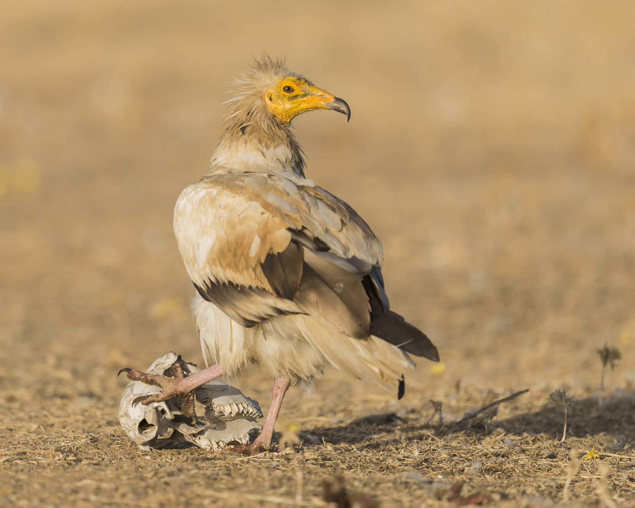 Nikon D610 + Nikon AF-S Nikkor 600mm F4G ED VR sample photo. Valle de alcudia ciudad real photography