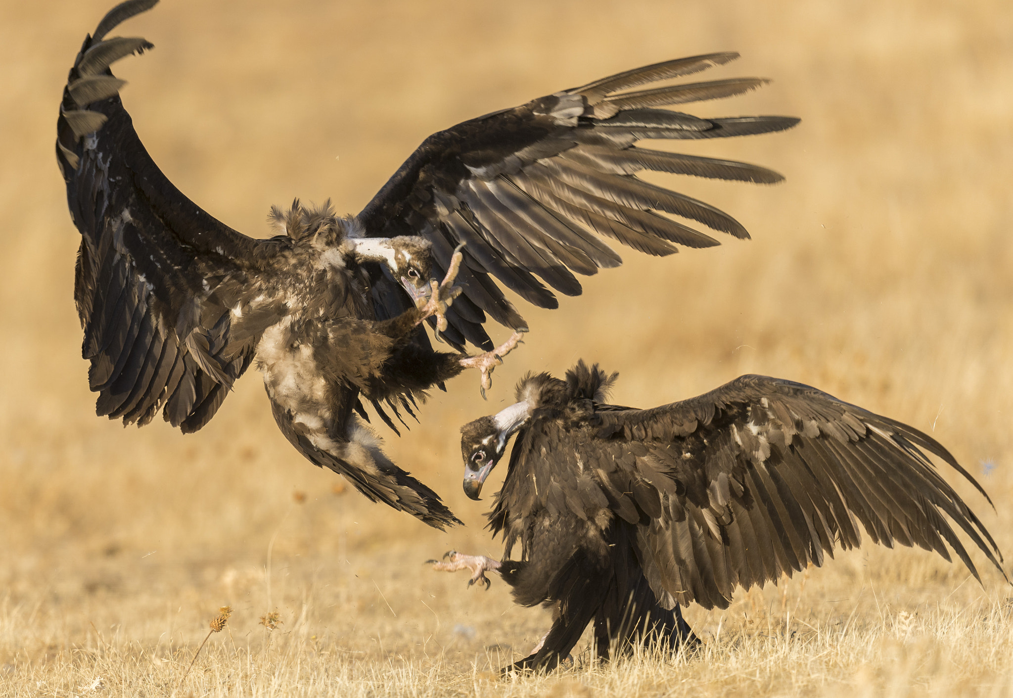 Nikon D610 + Nikon AF-S Nikkor 600mm F4G ED VR sample photo. Valle de alcudia ciudad real photography