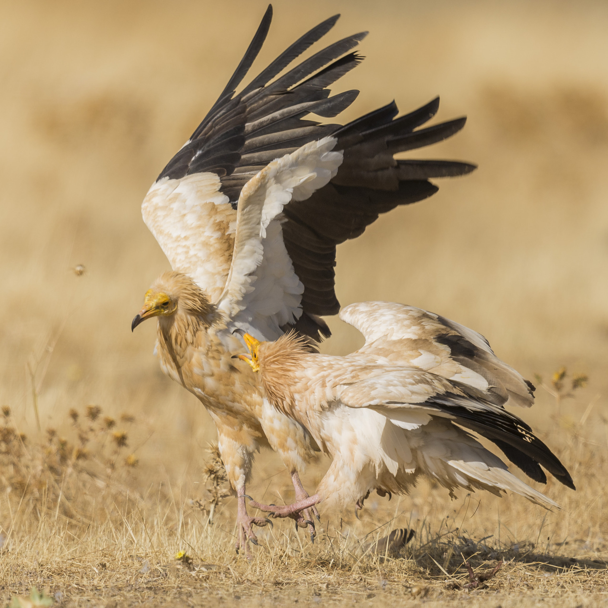 Nikon D610 + Nikon AF-S Nikkor 600mm F4G ED VR sample photo. Valle de alcudia ciudad real photography