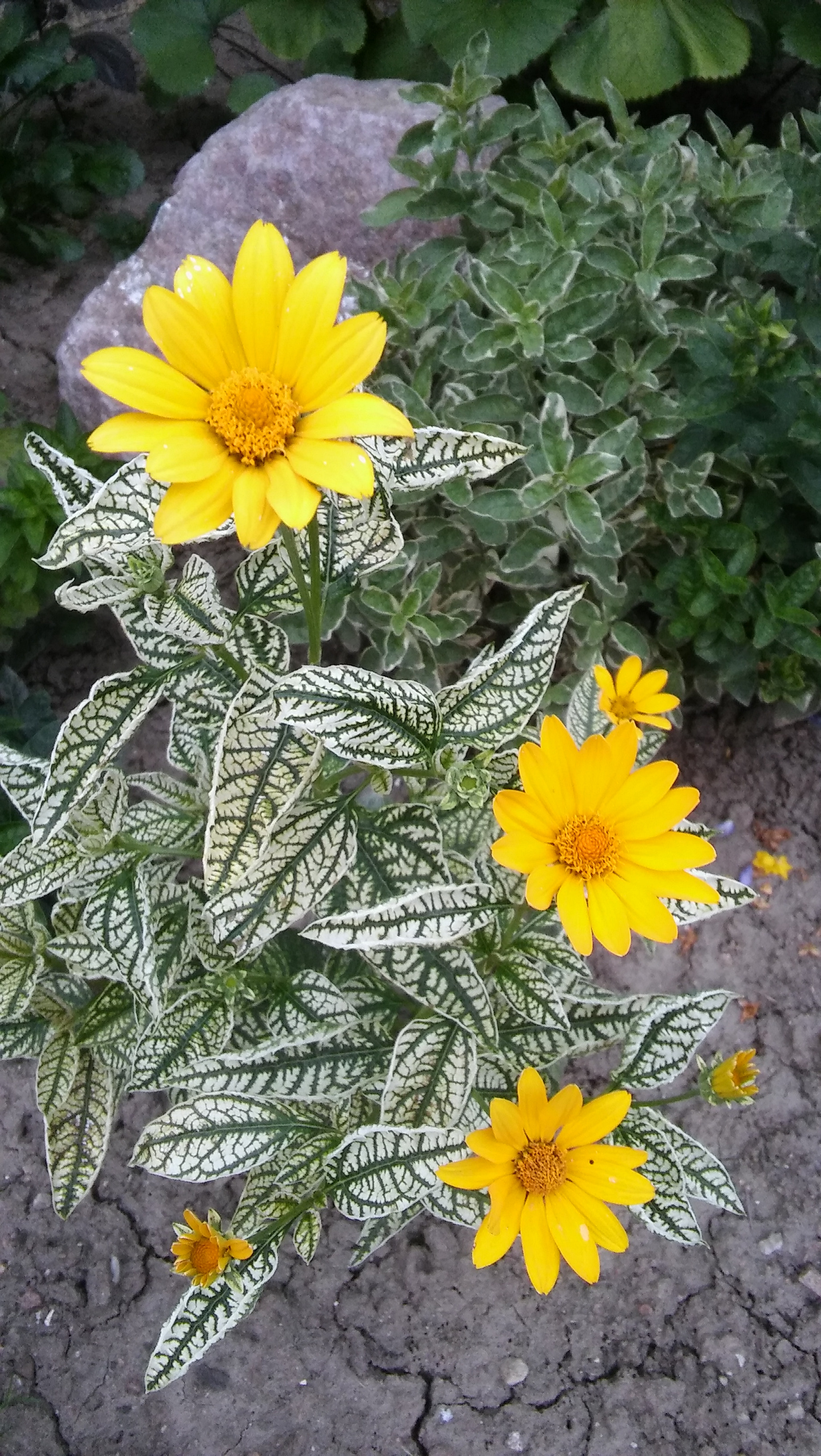 LG SPIRIT 4G LTE sample photo. Yellow flowers photography