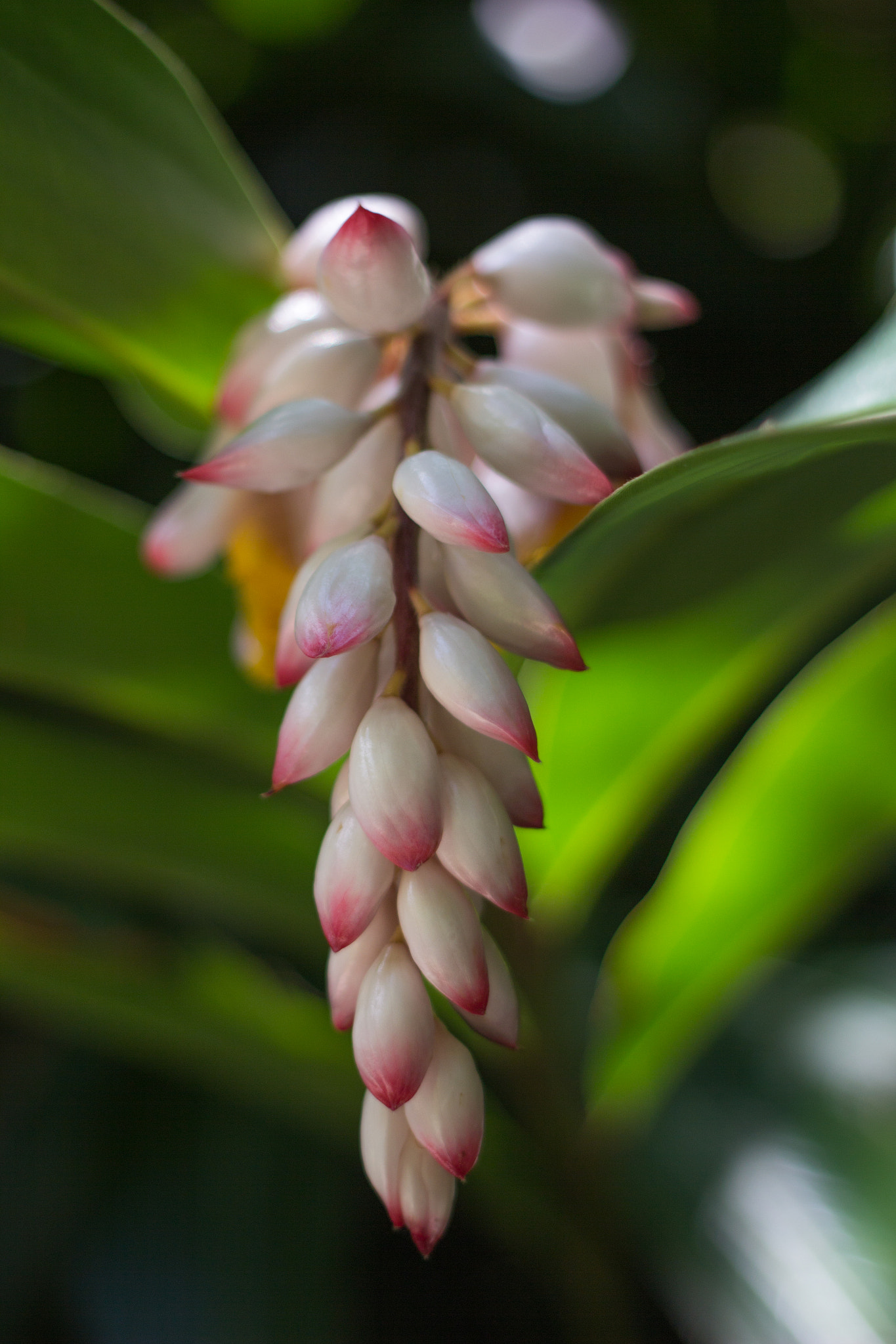 Canon EOS 60D + Canon EF 50mm f/1.8 sample photo. Shell ginger photography