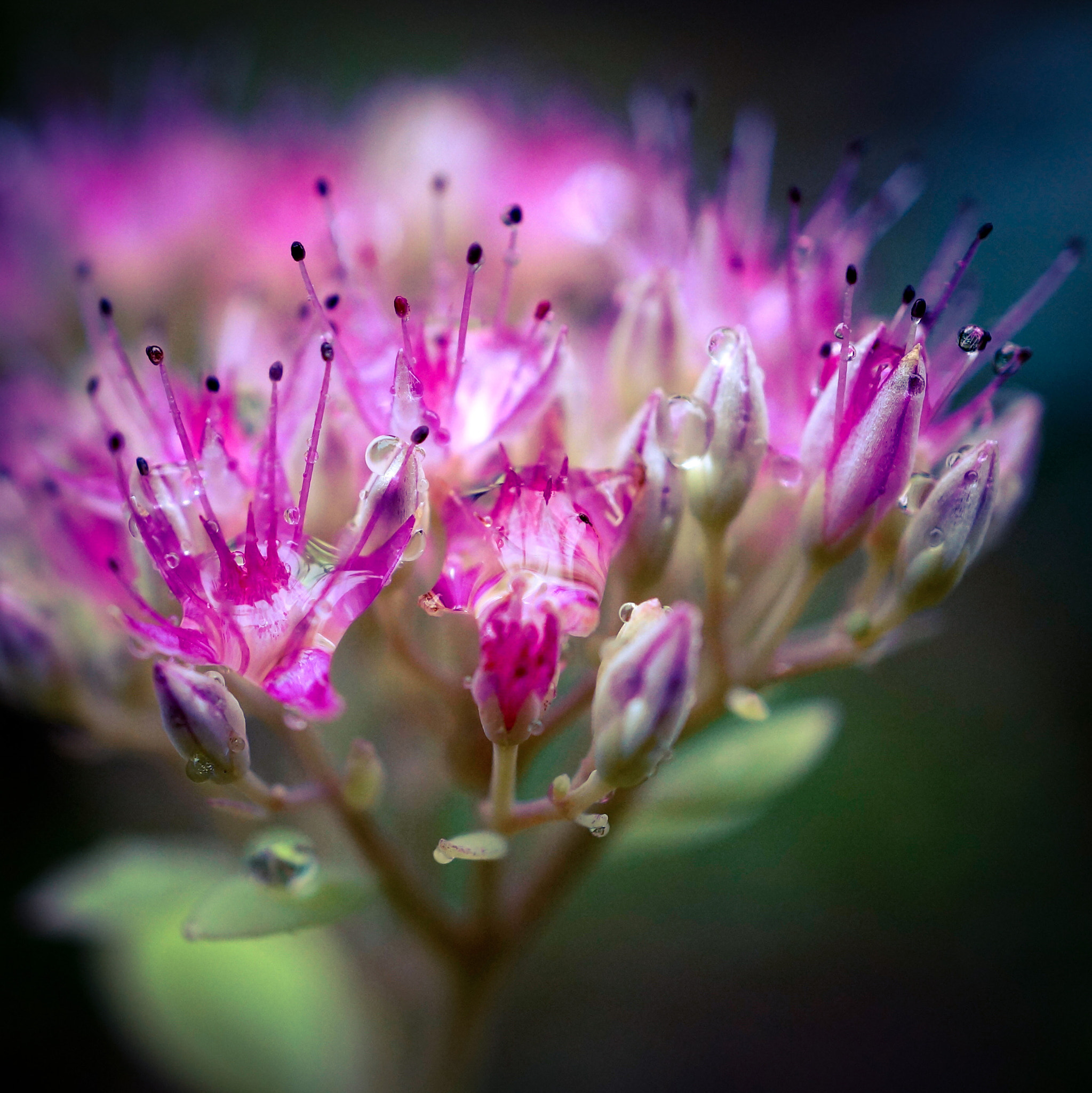 Sony Alpha NEX-6 + Sony E 30mm F3.5 Macro sample photo. Autumn joy photography