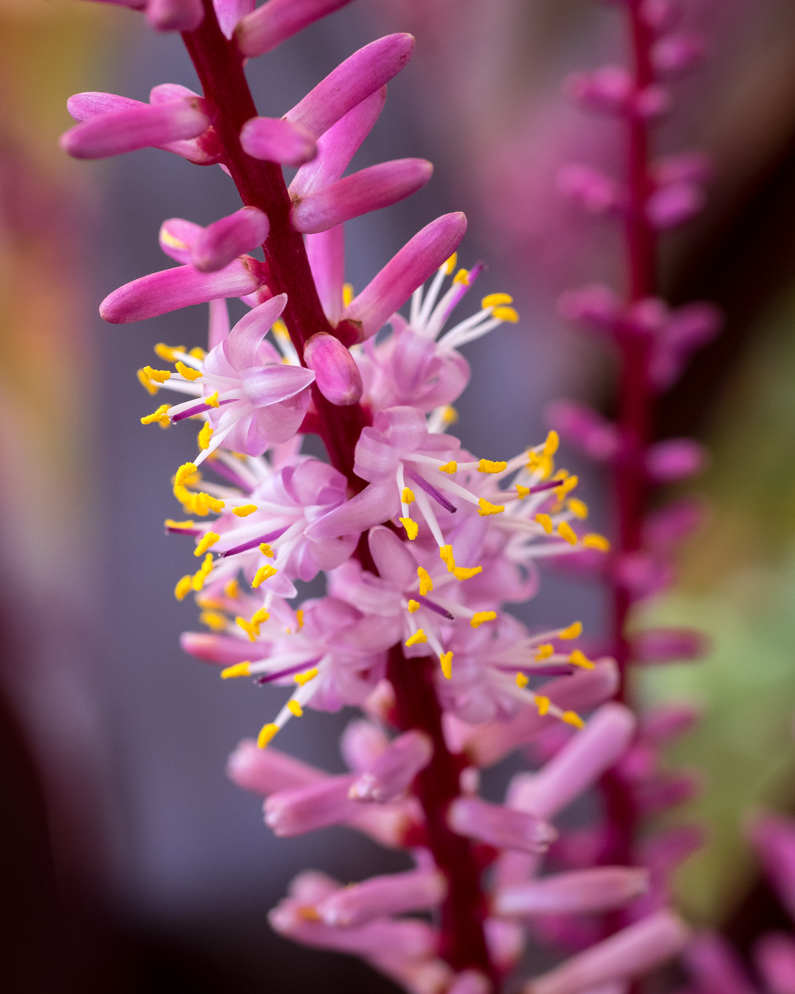 OLYMPUS 50mm Lens sample photo. Flor photography