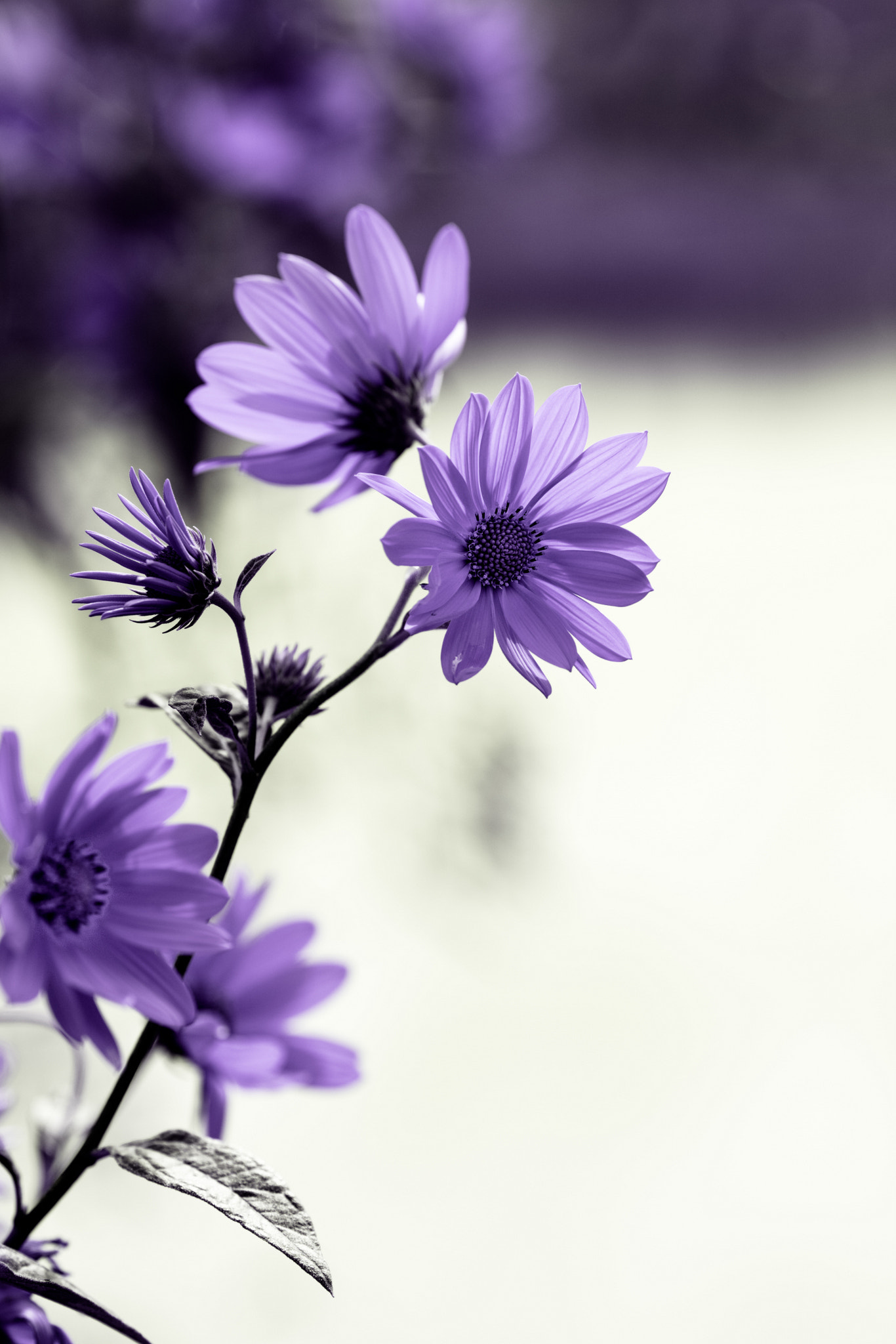 Canon EOS 5DS R + Canon EF 135mm F2L USM sample photo. Purple photography