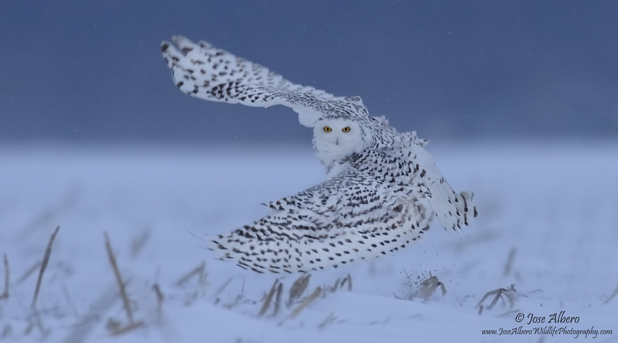 Nikon AF-S Nikkor 500mm F4D ED-IF II sample photo. Look me in the eye photography