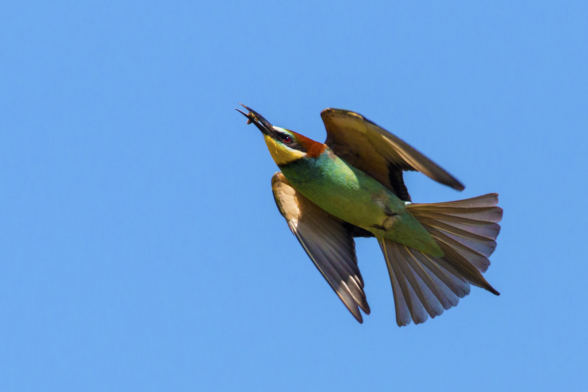 Canon EOS 70D + Canon EF 300mm f/2.8L + 1.4x sample photo. Bee eater photography