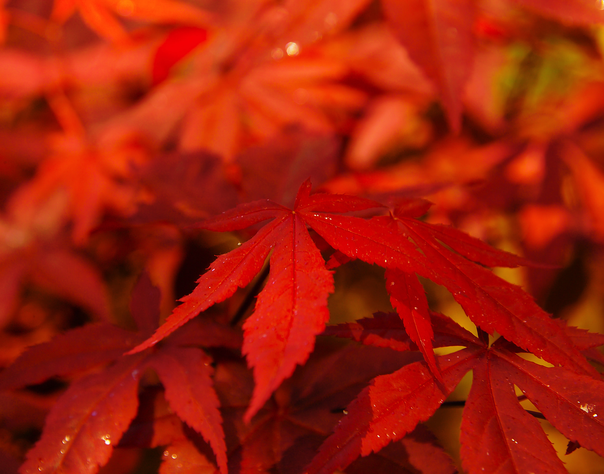 Kodak DCS Pro 14N sample photo. Red leafs photography