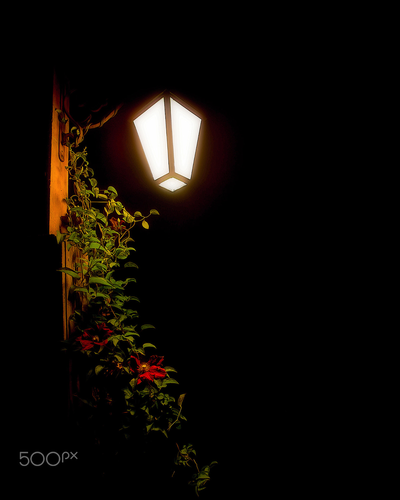 Kodak DCS Pro 14N sample photo. Vine light photography