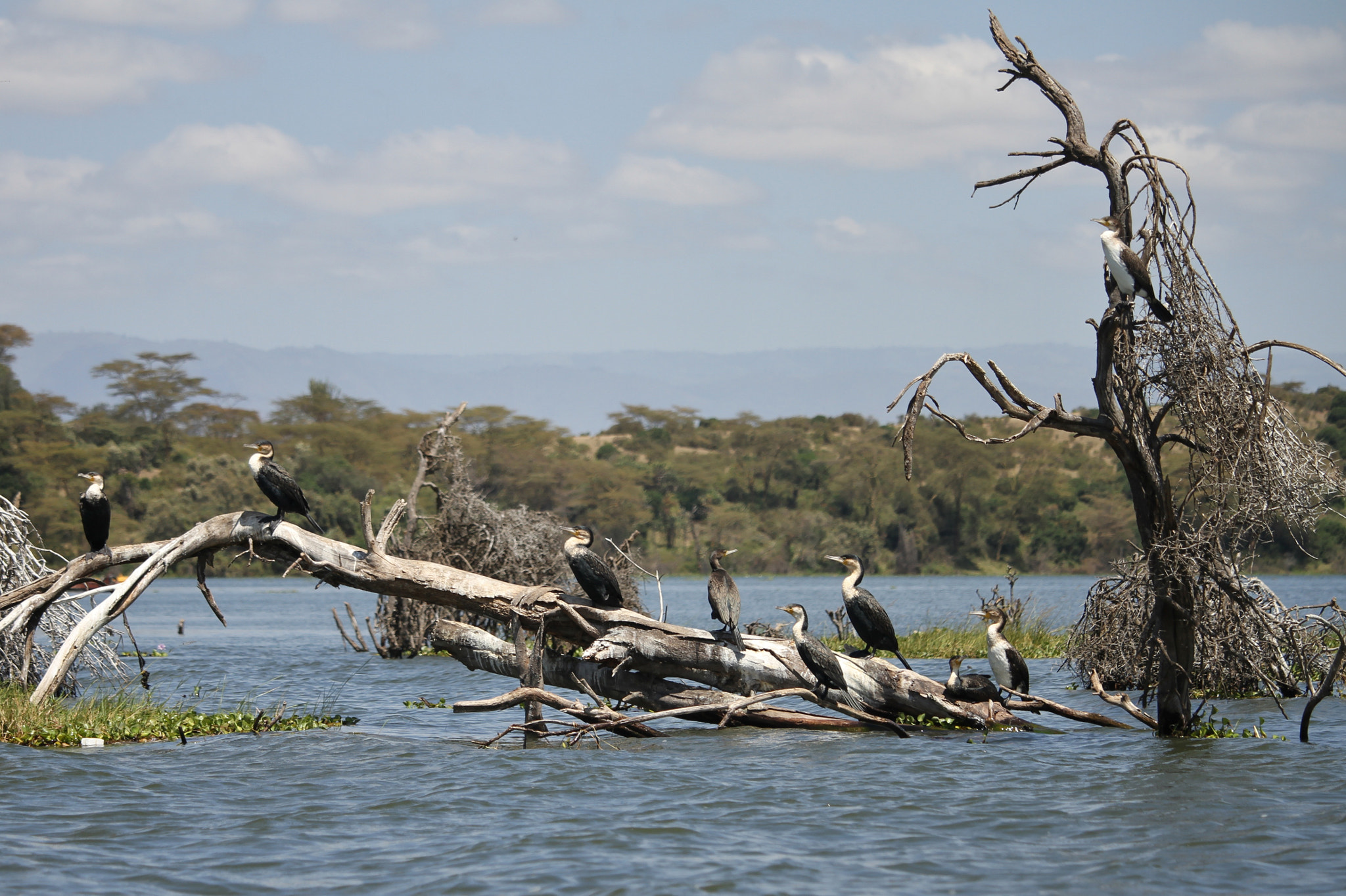 Canon EF-S 55-250mm F4-5.6 IS STM sample photo. Lake bird photography