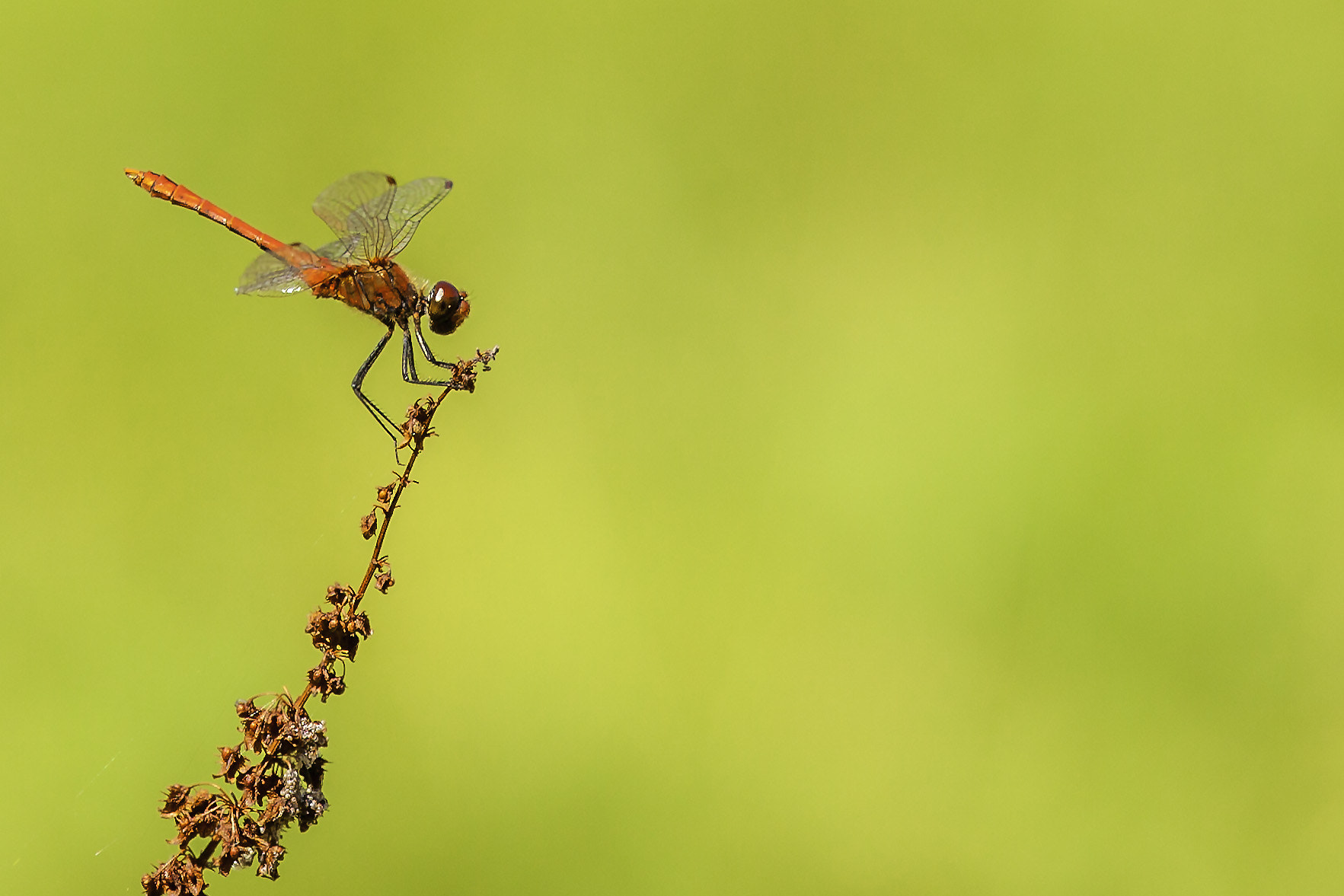 Sigma 70-200mm F2.8 EX DG OS HSM sample photo. Libelle photography