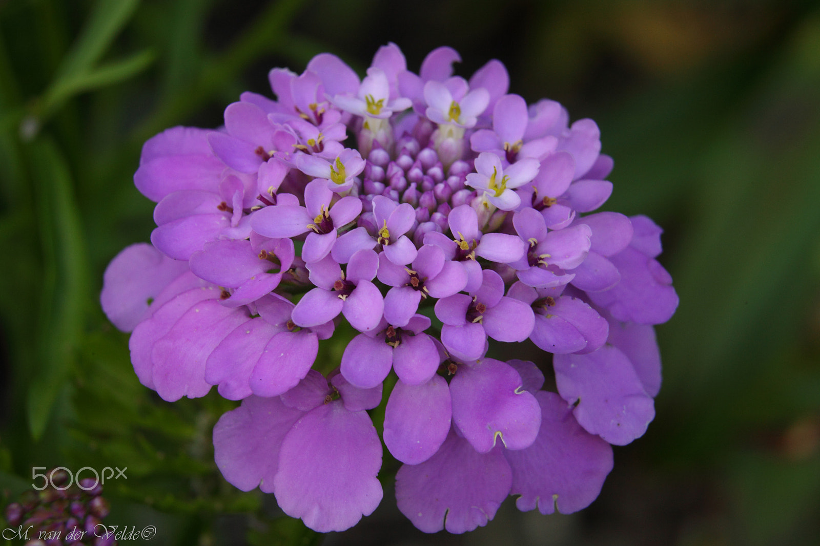 Canon EF 35-350mm F3.5-5.6L USM sample photo. Purple crown photography