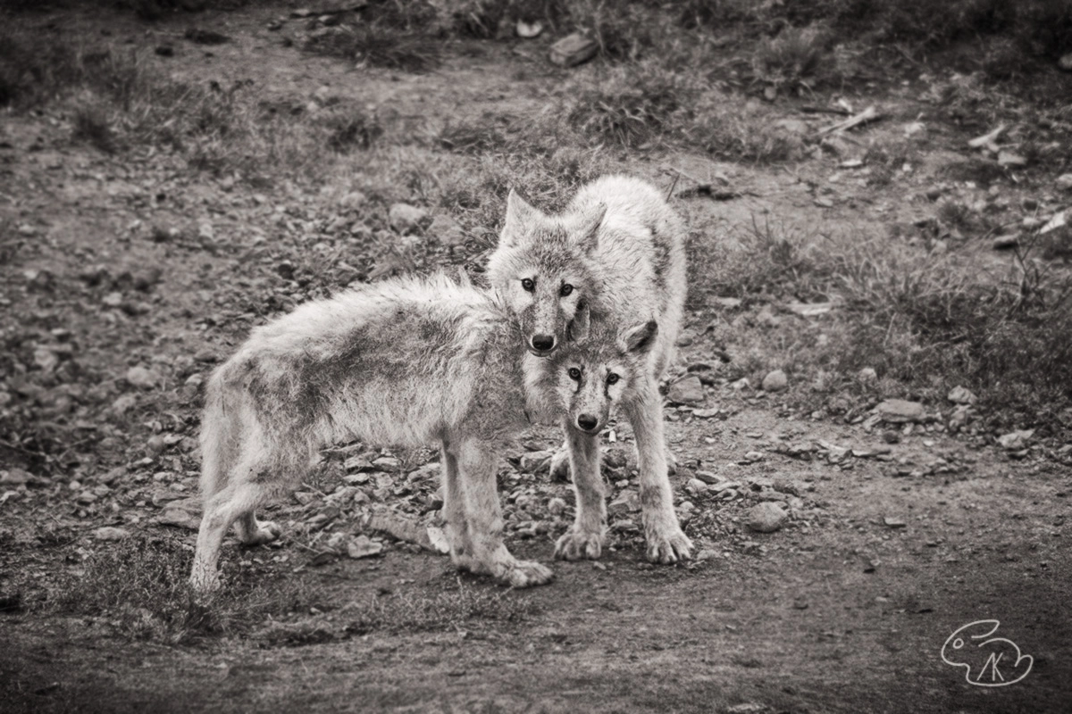 Nikon D5200 sample photo. Young wolves photography