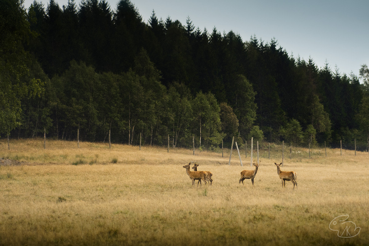 Nikon D5200 sample photo. Deer photography