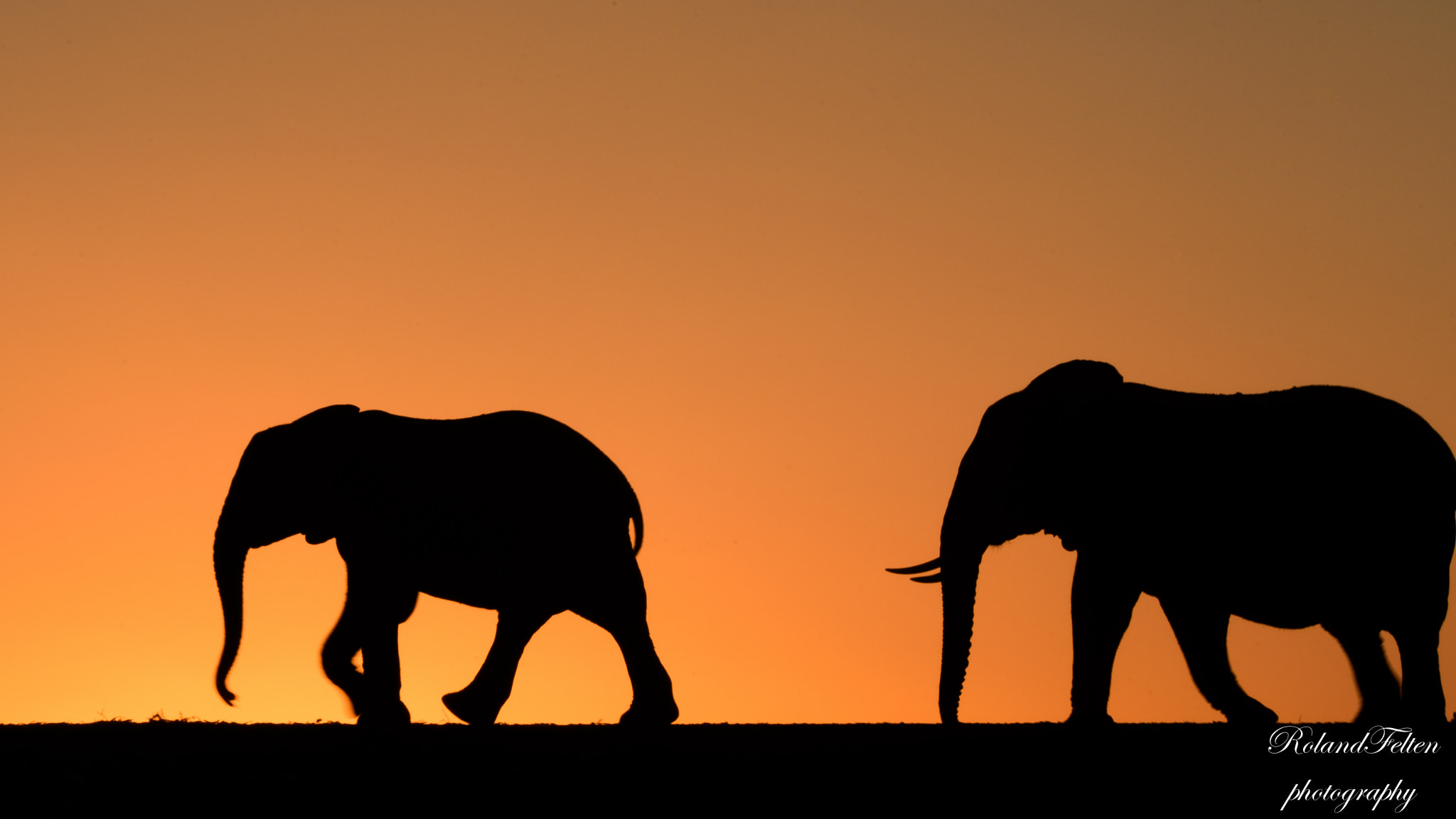 Nikon AF-S Nikkor 200-400mm F4G ED-IF VR sample photo. Elephants photography