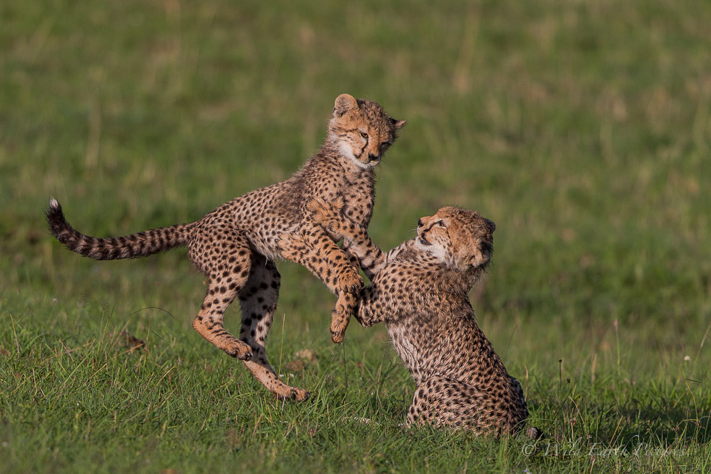 Canon EF 500mm F4L IS II USM sample photo. Cat fight photography
