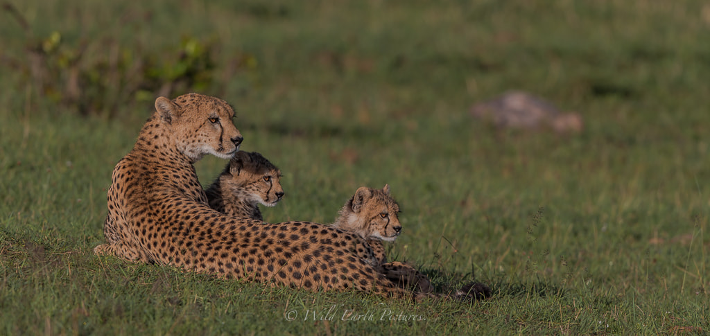 Canon EF 500mm F4L IS II USM sample photo. Mother and cubs photography