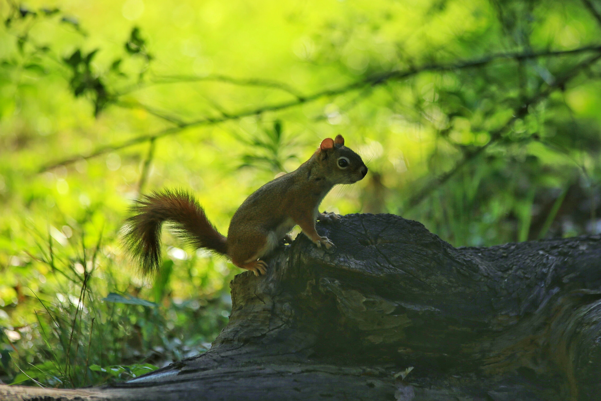Canon EF 70-300mm F4-5.6 IS USM sample photo