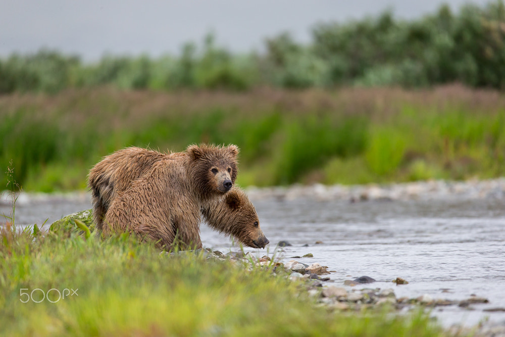 Canon EF 200-400mm F4L IS USM Extender 1.4x sample photo. 2 brothers along the river photography