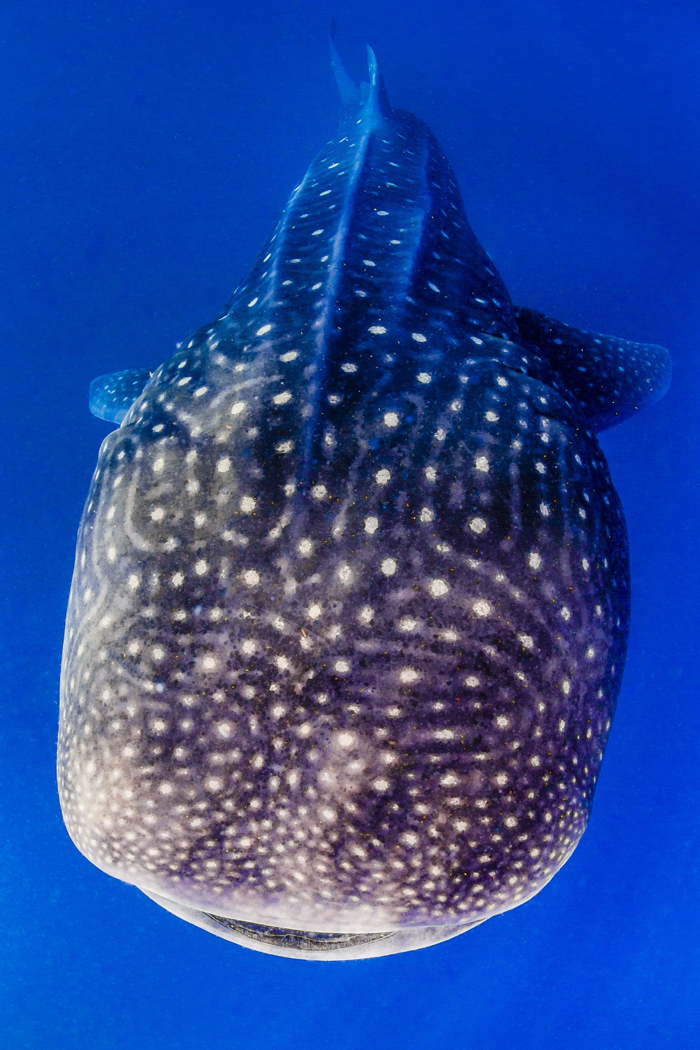 Nikon AF DX Fisheye-Nikkor 10.5mm F2.8G ED sample photo. Whaleshark photography
