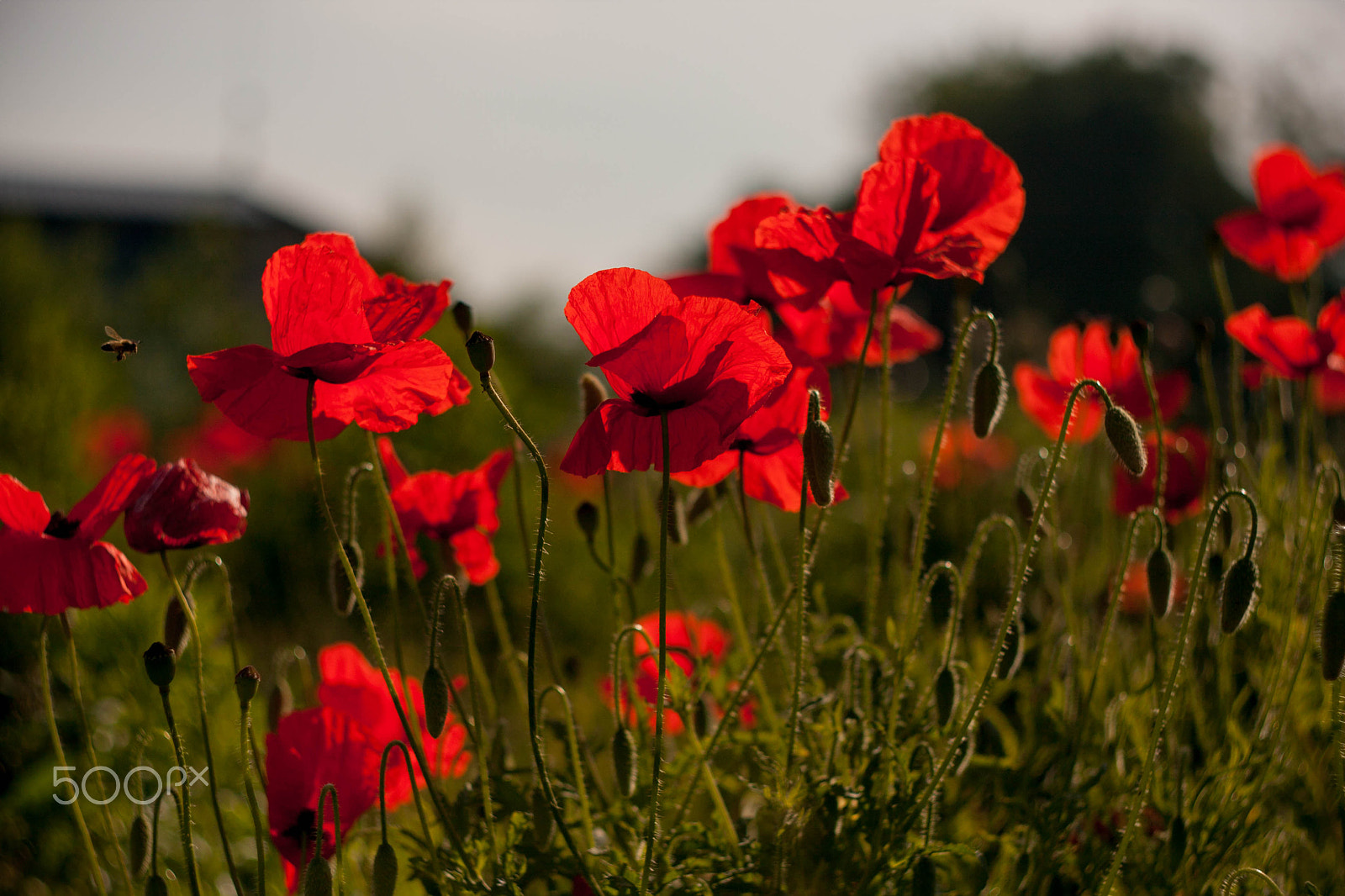 Canon EF 35-80mm f/4-5.6 sample photo. Img photography