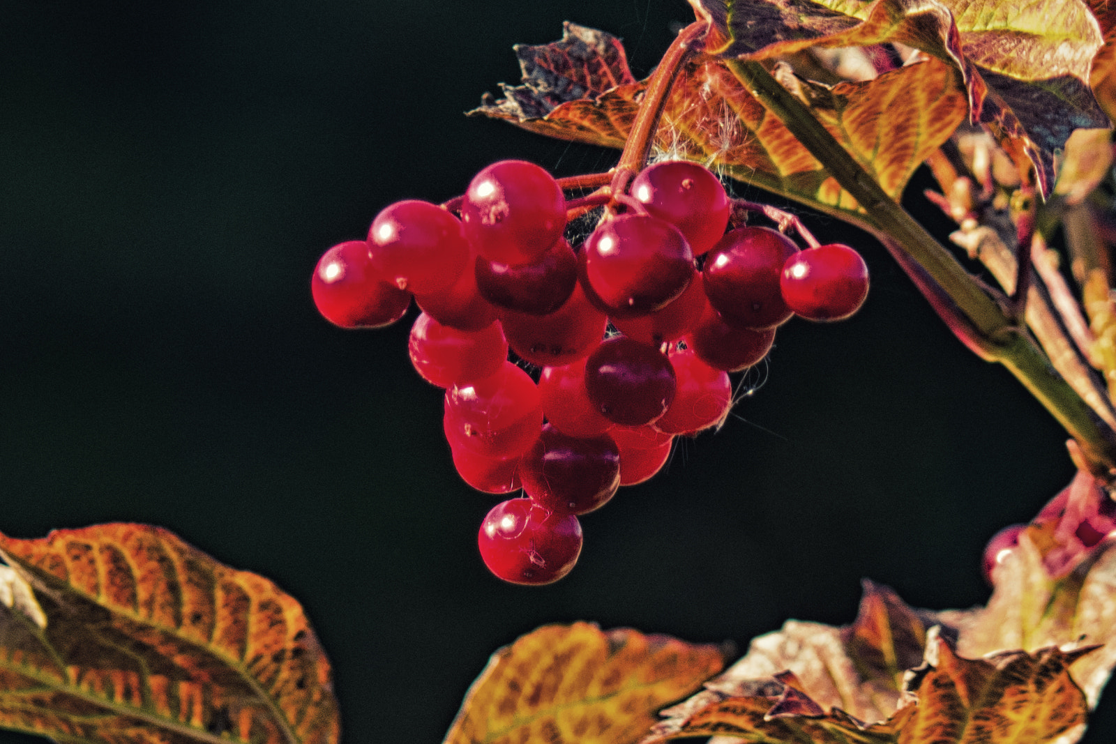 Samsung NX500 + NX 50-200mm F4-5.6 sample photo. Autumn berries photography