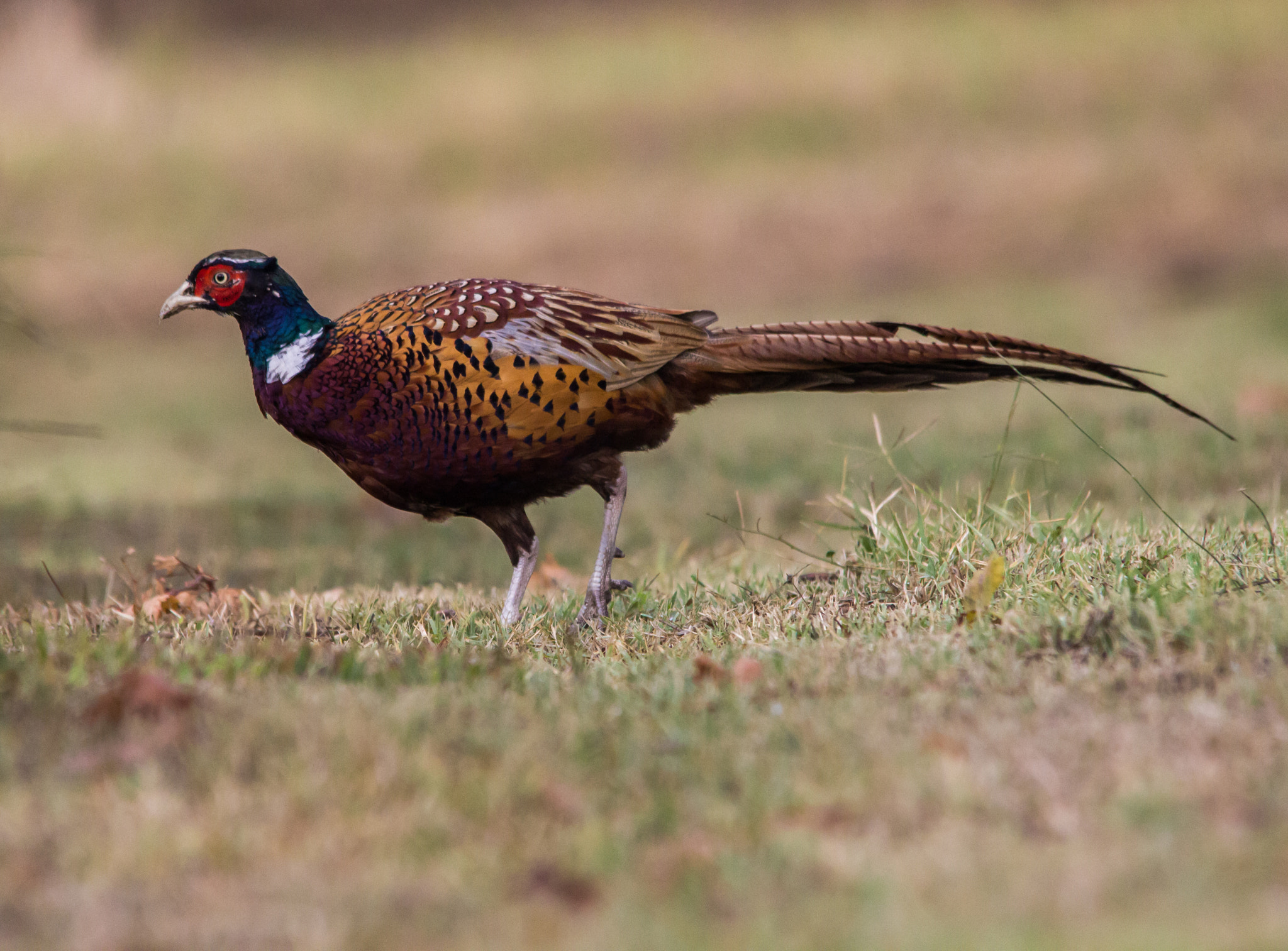 Sigma 150-500mm F5-6.3 DG OS HSM sample photo. The pheasant photography
