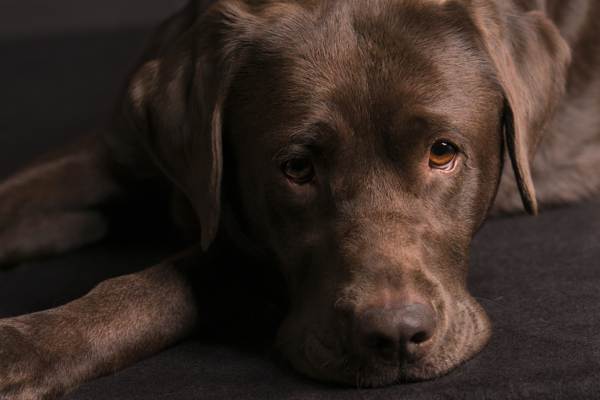 Sony ILCA-77M2 + Tamron SP 70-200mm F2.8 Di VC USD sample photo. Hanna chillt  photography