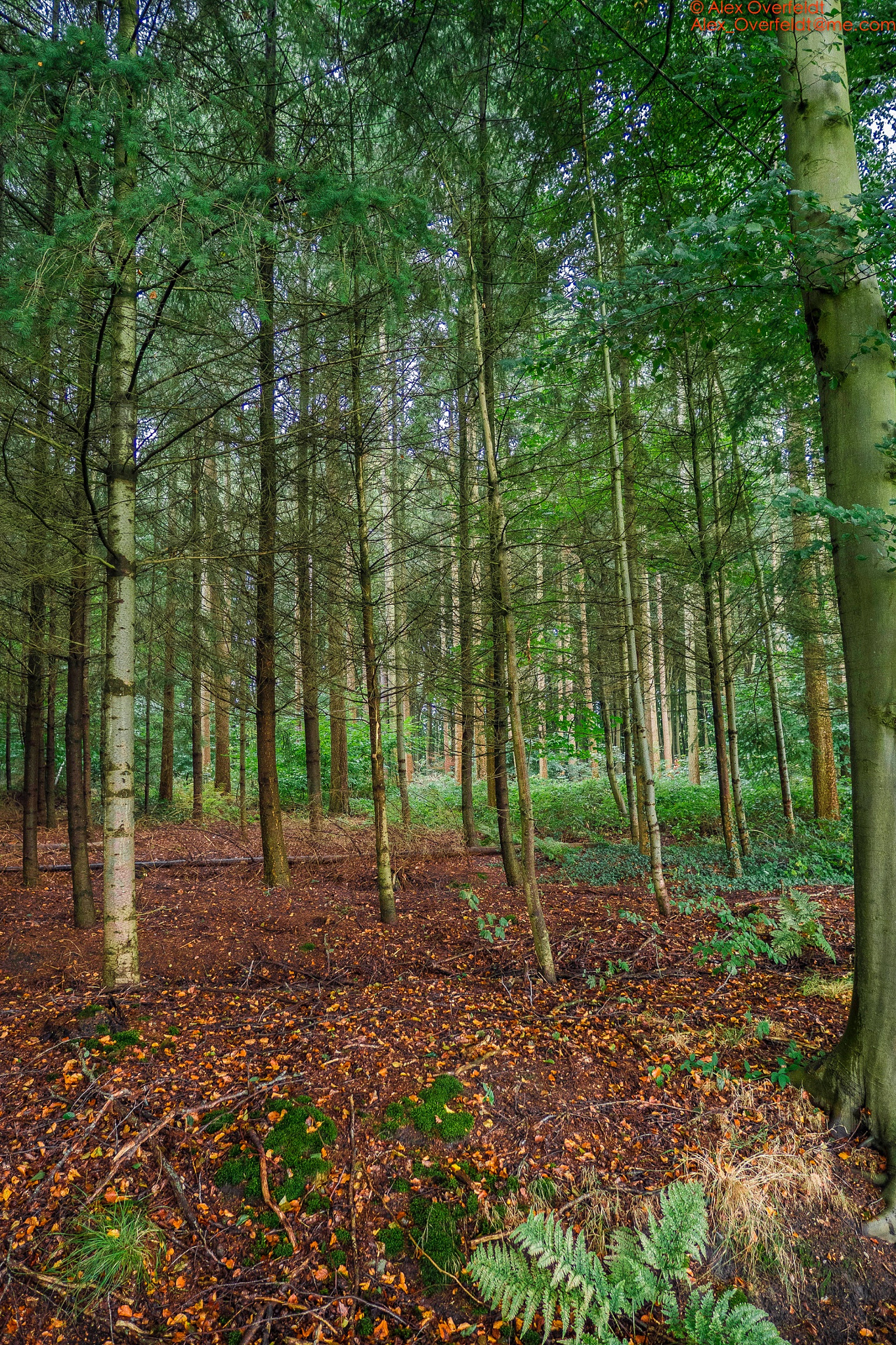 LEICA DG SUMMILUX 12/F1.4 sample photo. The woods around bruges photography