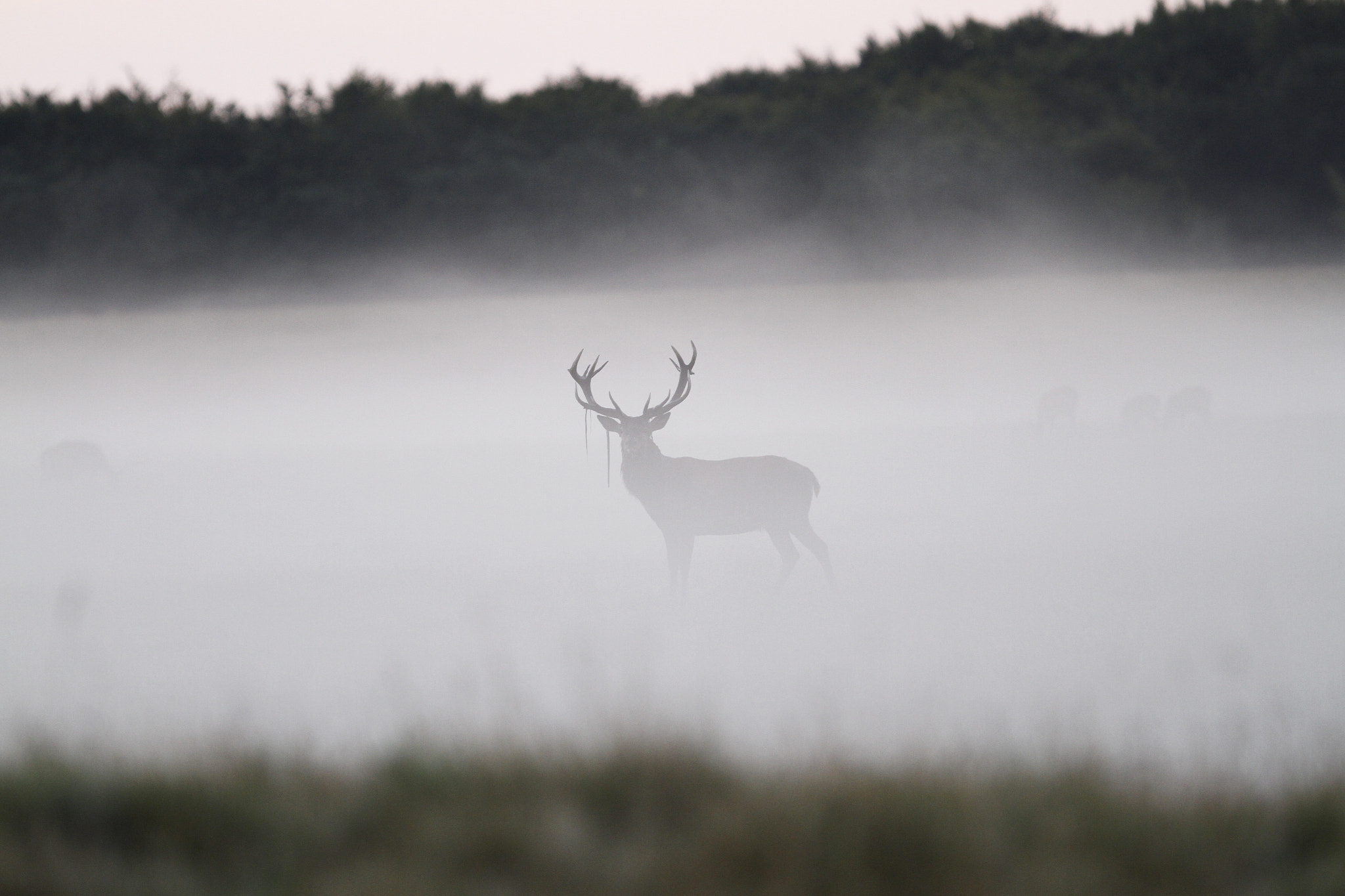 Canon EOS 7D + Canon EF 300mm F2.8L IS USM sample photo. The royal red deer (stag) in misty morning photography