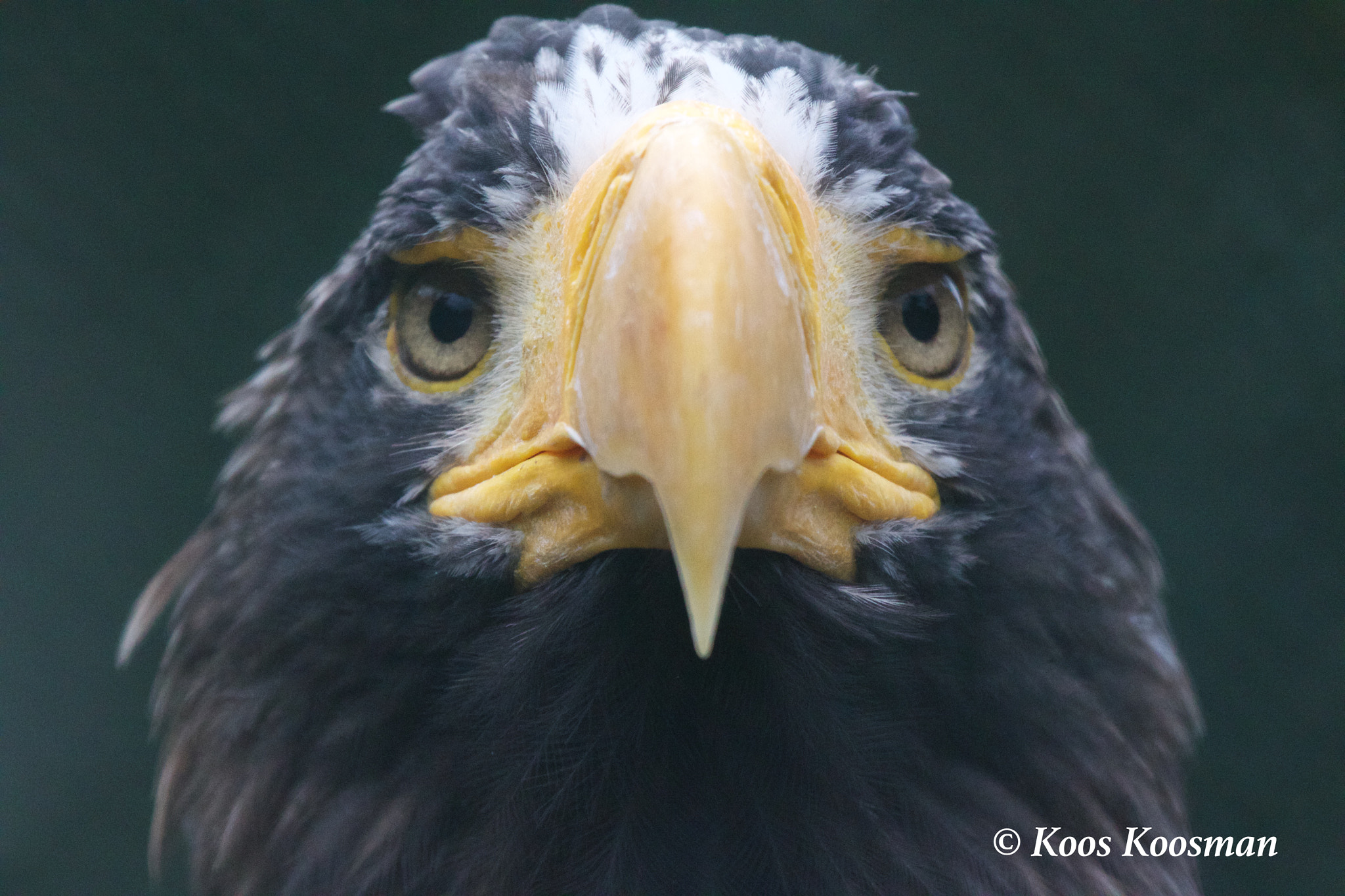 Canon EF 100-400mm F4.5-5.6L IS USM sample photo. White tailed eagle photography