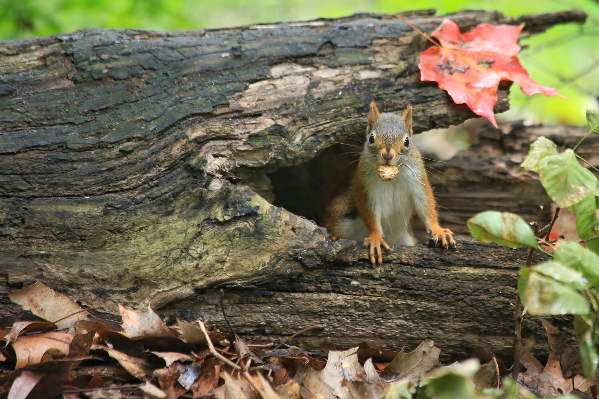 Canon EF 70-300mm F4-5.6 IS USM sample photo