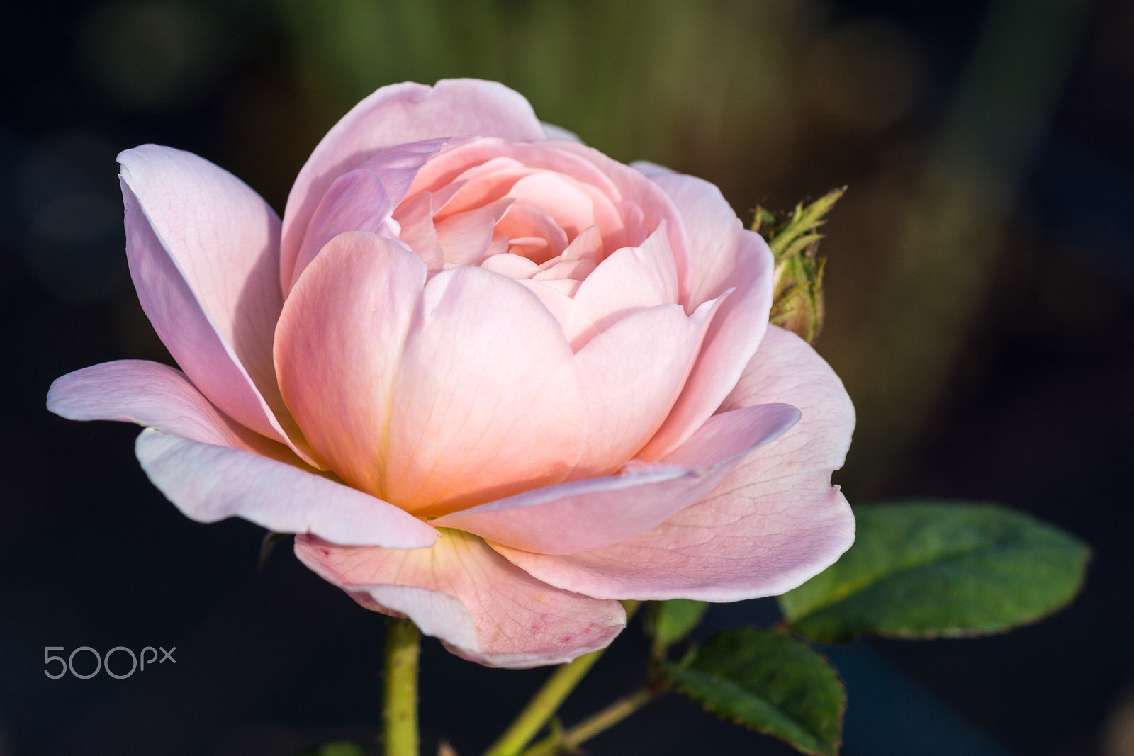 Sony SLT-A65 (SLT-A65V) sample photo. Autumn rose photography