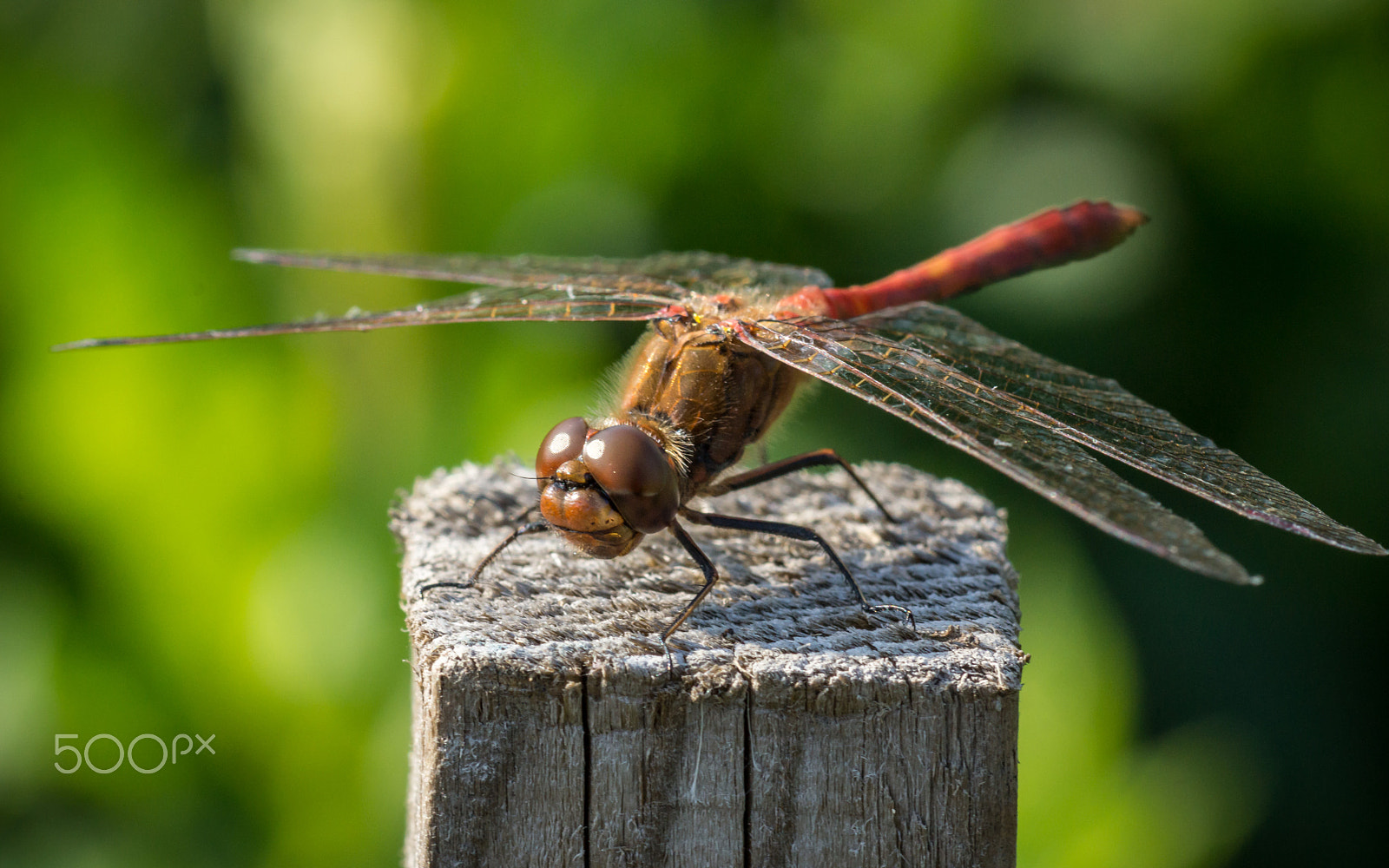 Sony SLT-A65 (SLT-A65V) + Sony 100mm F2.8 Macro sample photo. Relax time photography