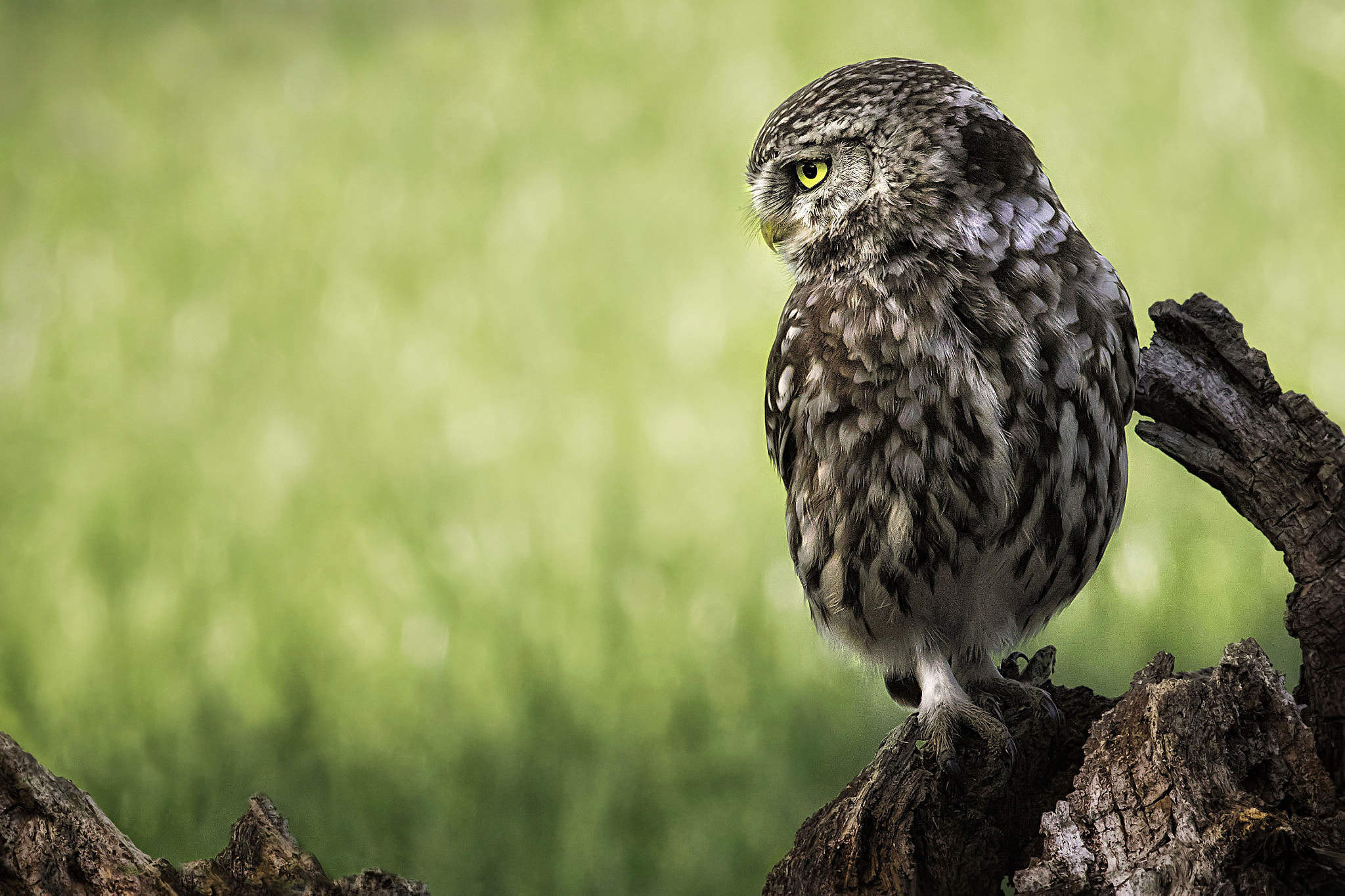 Canon EOS 7D Mark II + Canon EF 400mm F5.6L USM sample photo. Little owl photography