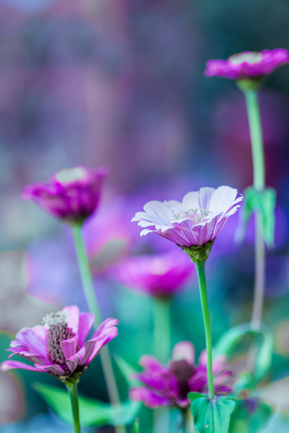 Canon EF 100mm F2.8 Macro USM sample photo. Purplelens photography
