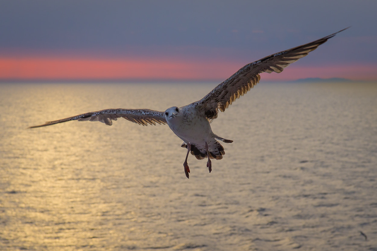 Sigma 17-70mm F2.8-4 DC Macro HSM | C sample photo. Seagull at sunset looking at camera photography