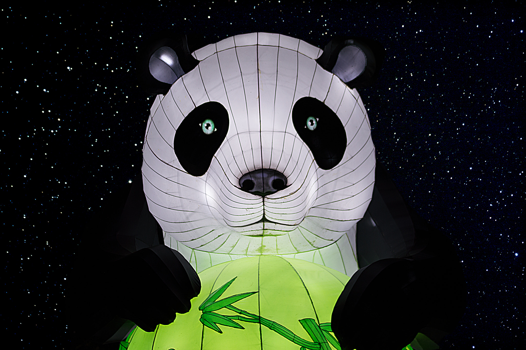 Sigma 105mm F2.8 EX DG OS HSM sample photo. The wise panda photography