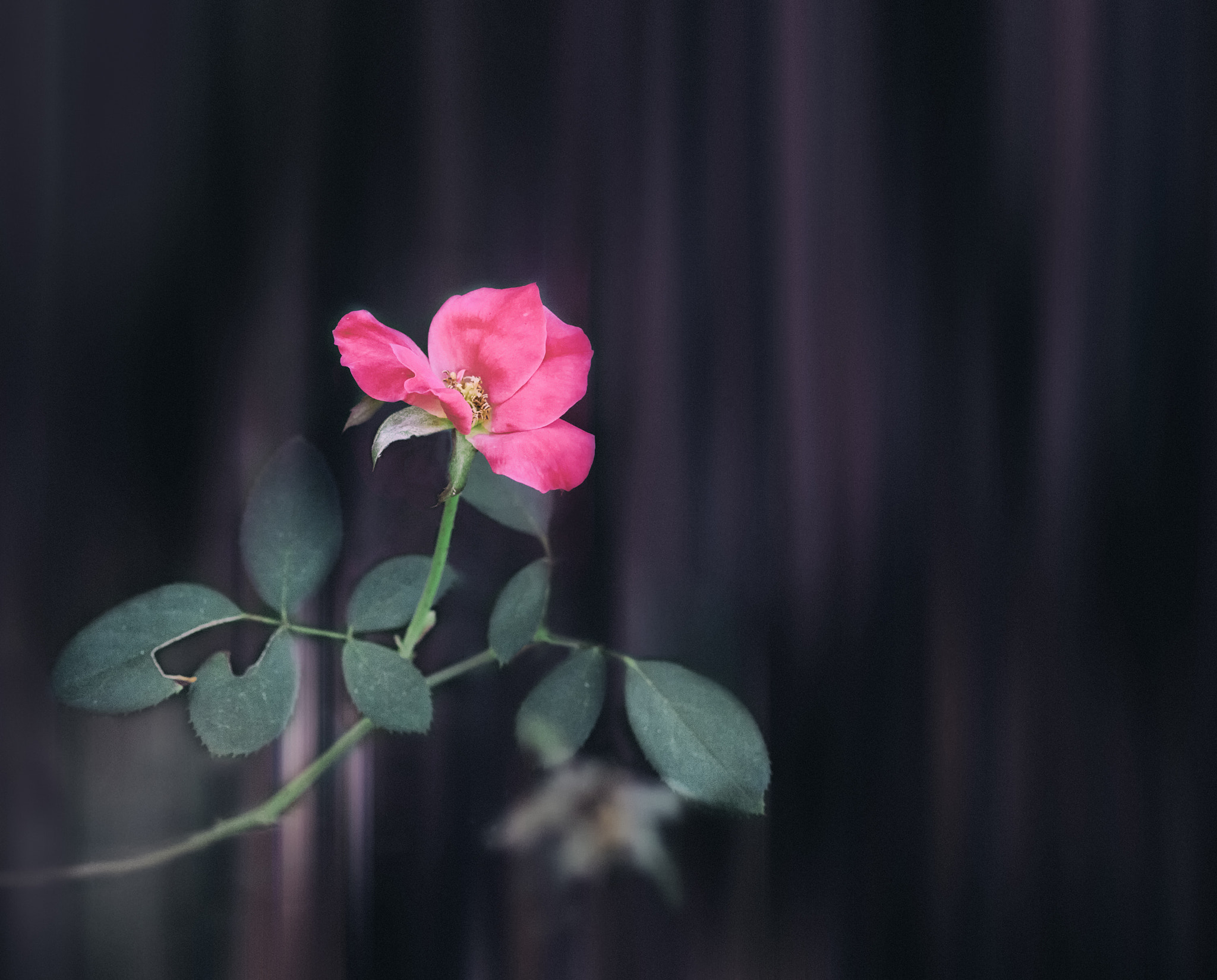 Phase One P65+ sample photo. Noble rose photography