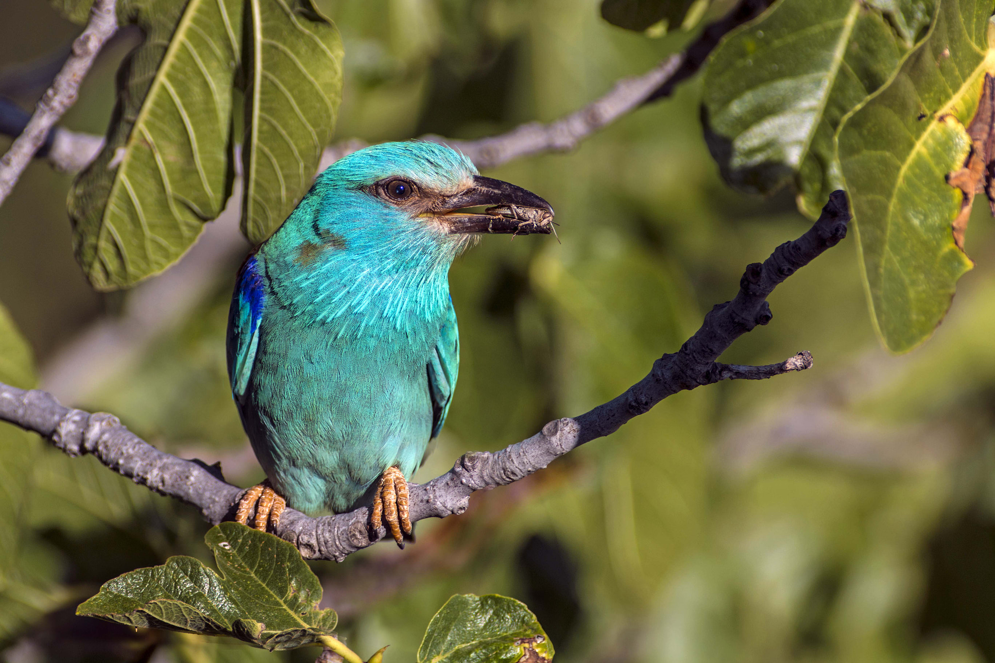 Canon EF 300mm f/2.8L + 2x sample photo. Glosbe photography