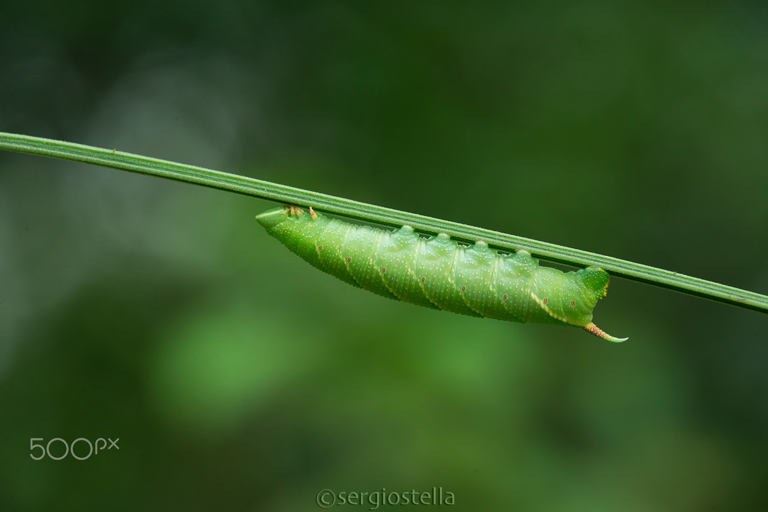 Sigma 150mm F2.8 EX DG Macro HSM sample photo. Smerinthus ocellata bruco___ photography