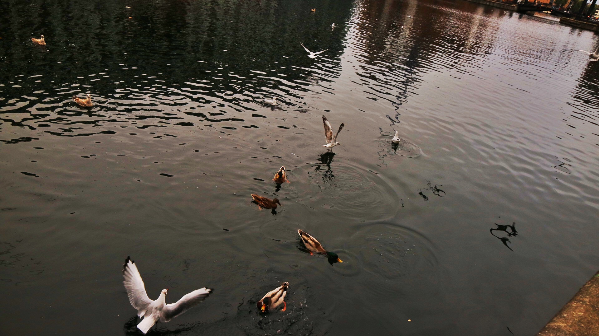 Canon EOS M3 + Canon EF-M 15-45mm F3.5-6.3 IS STM sample photo. Birds of a feather flock together, when there is food @ canary wharf, london photography