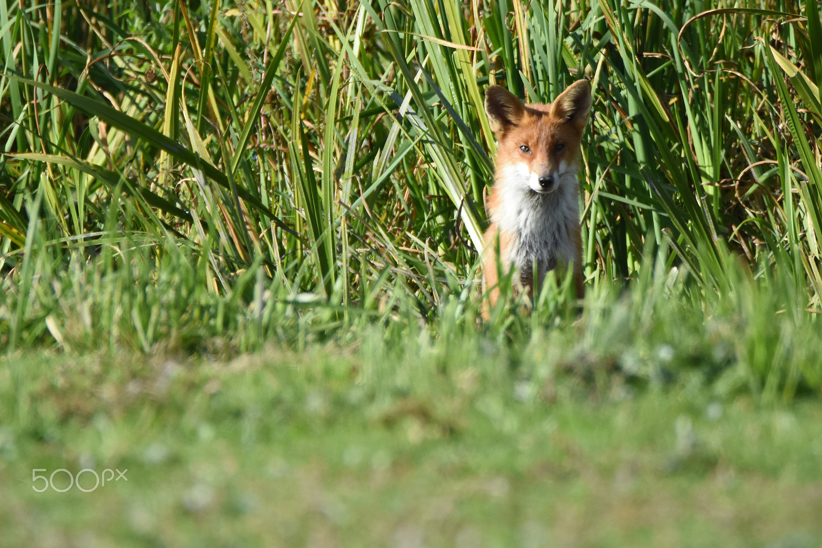 Nikon D7200 + Tamron SP 150-600mm F5-6.3 Di VC USD sample photo. What does the fox say? photography