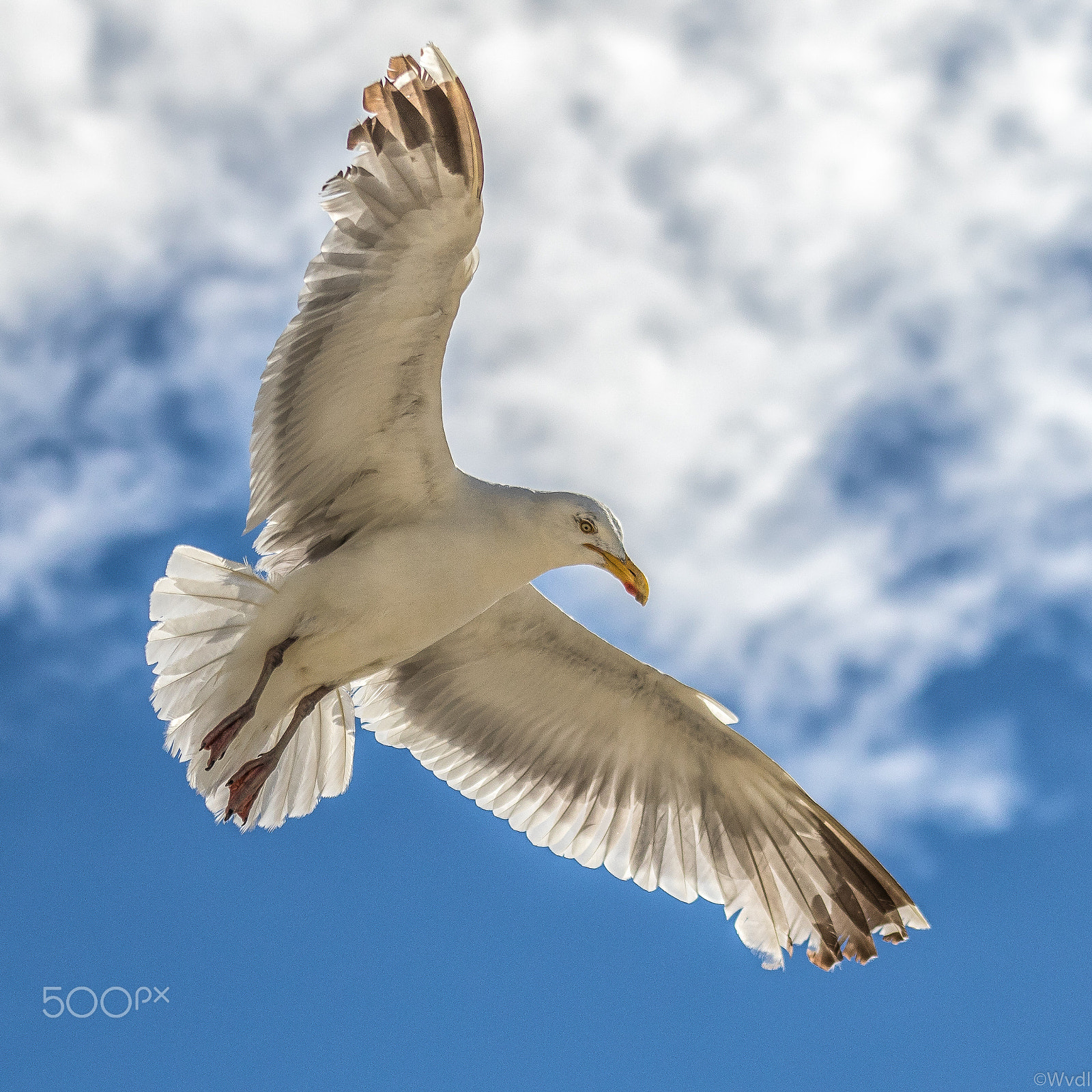 EF75-300mm f/4-5.6 sample photo. Herring gull photography