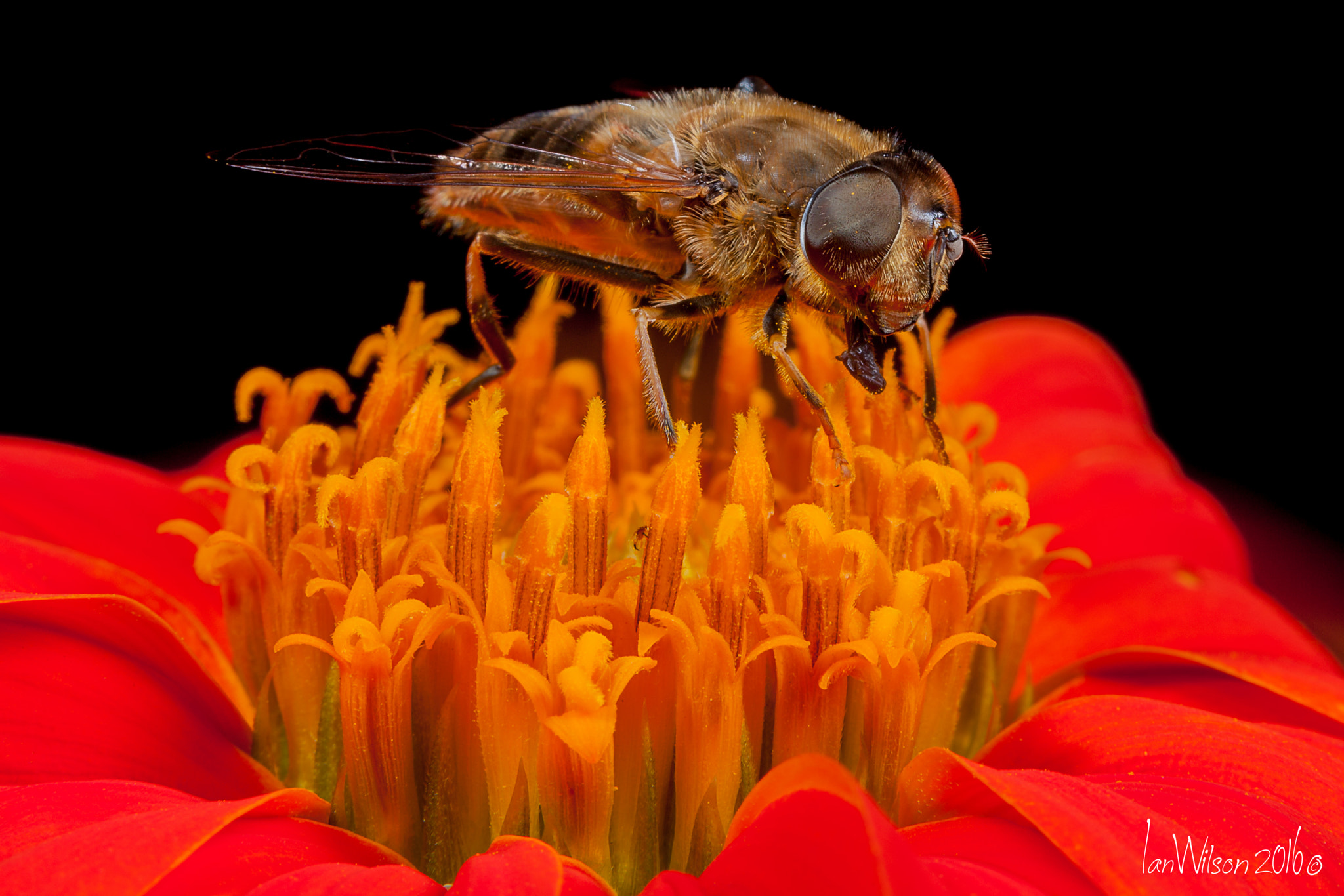 Canon EOS 5D Mark II + Sigma 105mm F2.8 EX DG OS HSM sample photo. Flies pollen hunting photography