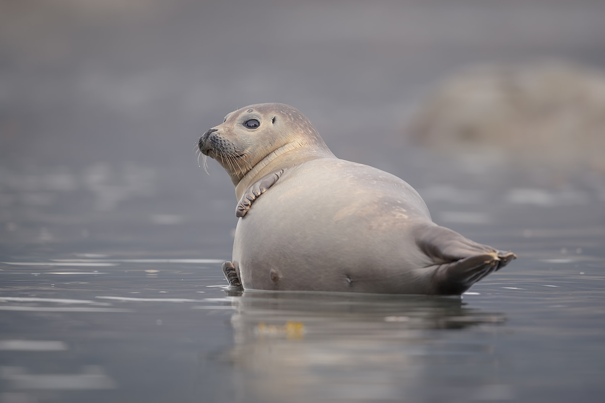 Canon EF 500mm F4L IS II USM sample photo. Seal relax photography