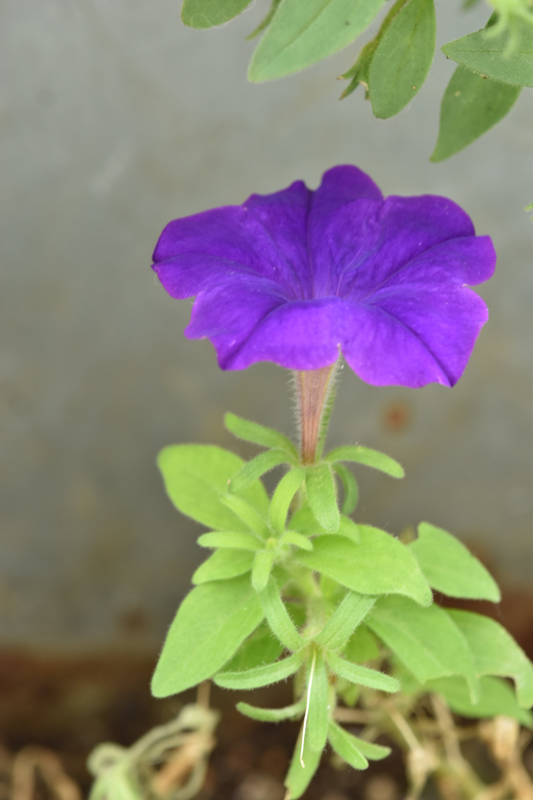 Nikon AF-S DX Micro-Nikkor 85mm F3.5G ED VR sample photo. Purple  photography