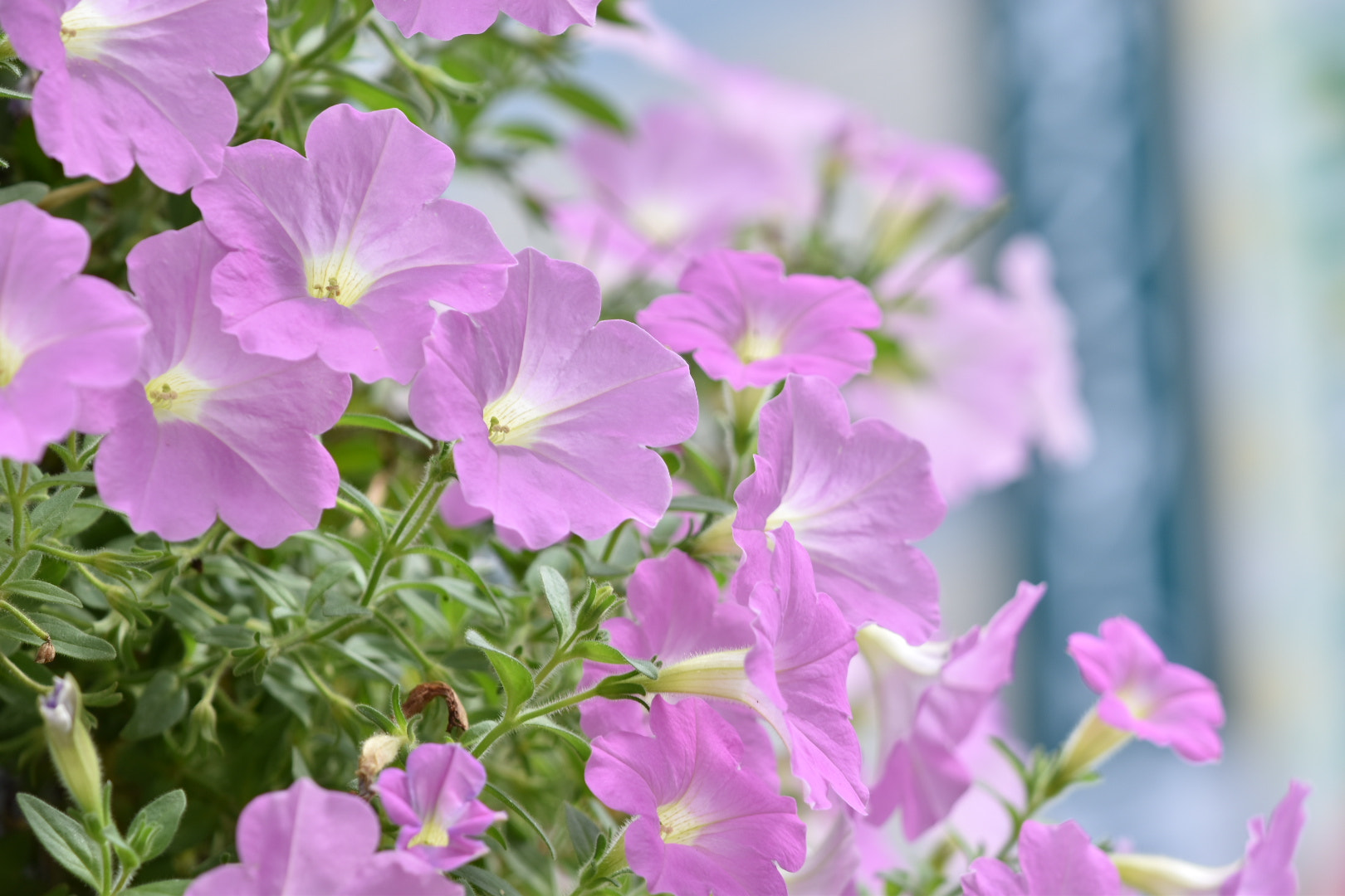 Nikon AF-S DX Micro-Nikkor 85mm F3.5G ED VR sample photo. Soft purple  photography