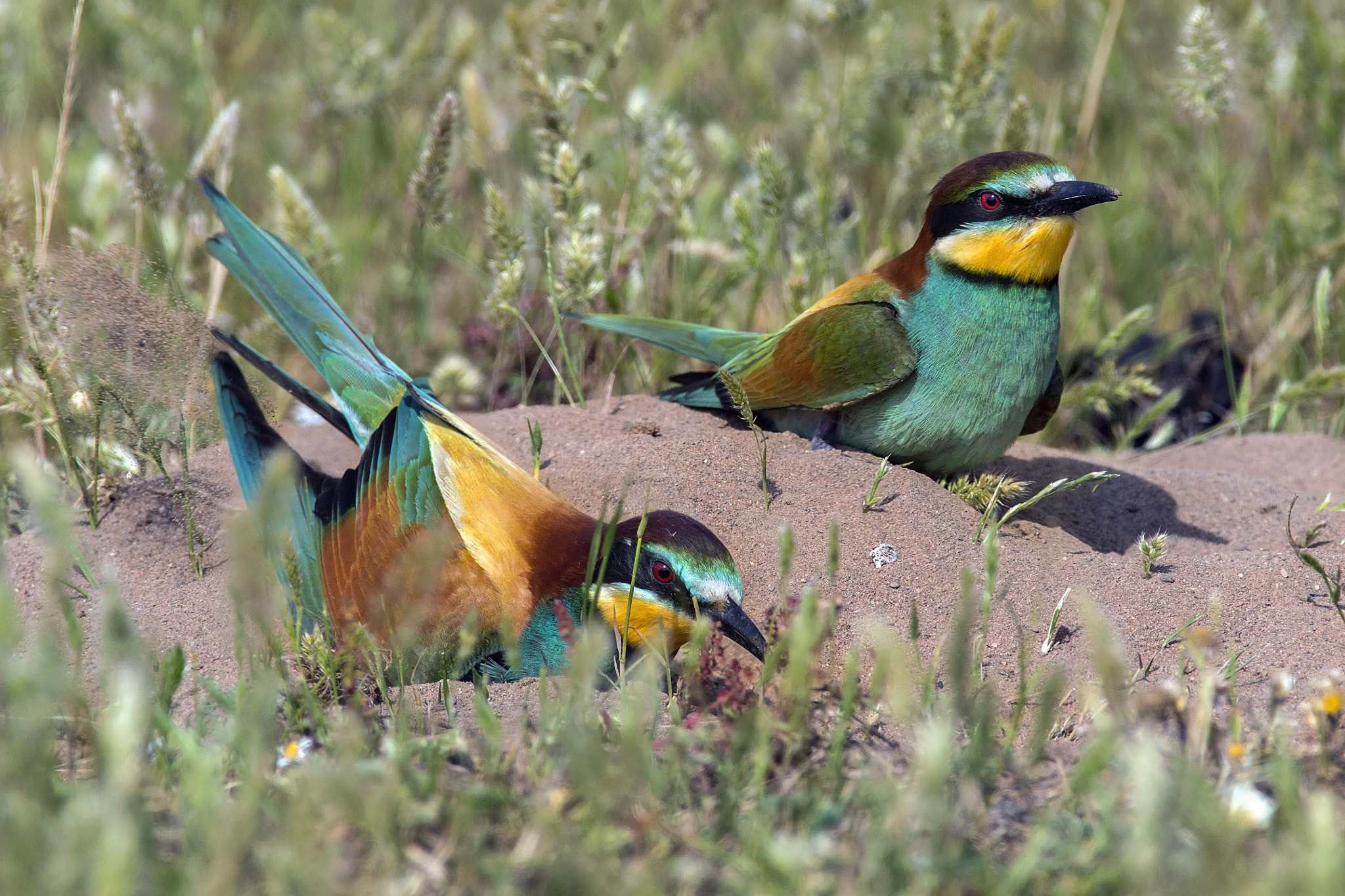 Canon EF 300mm f/2.8L + 1.4x sample photo. Nee eaters digging the nest photography
