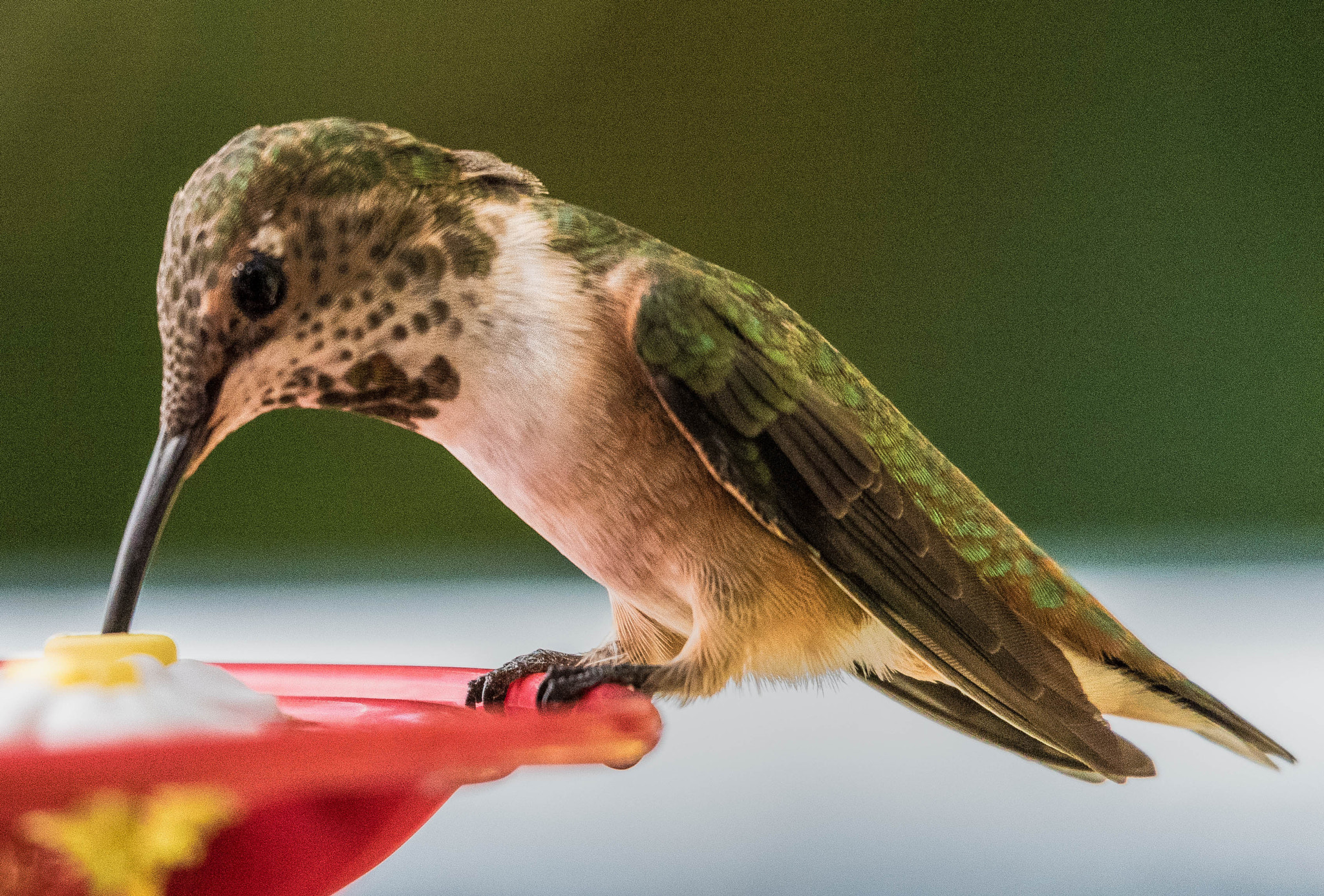 Nikon D810 + Sigma 50-500mm F4.5-6.3 DG OS HSM sample photo. Hummingbird having breakfast at my office photography