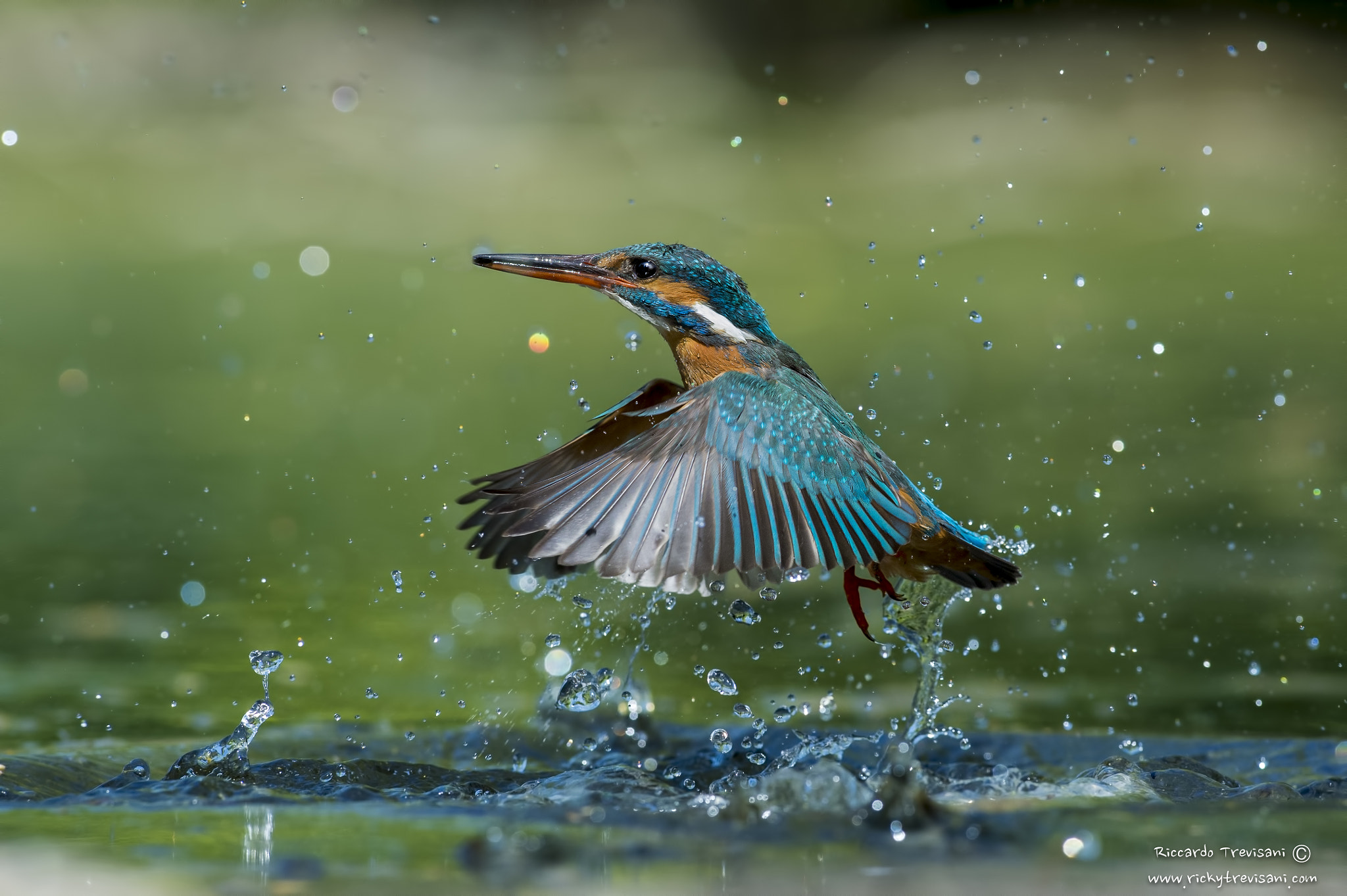 Nikon AF-S Nikkor 300mm F2.8G ED VR II sample photo. Kingfisher photography